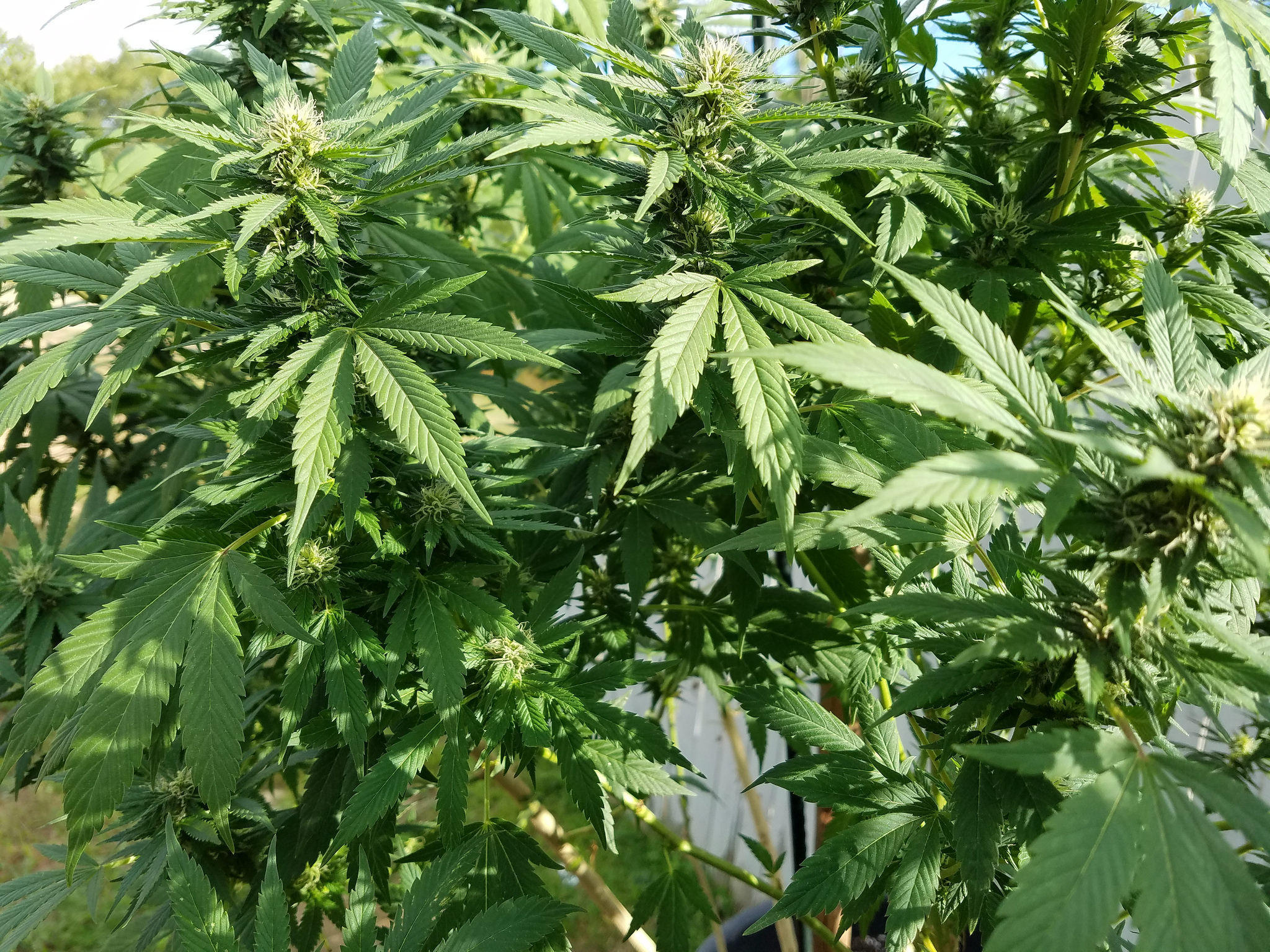 Lawmakers Consider Lowering Number Of Marijuana Plants Mainers Can ...