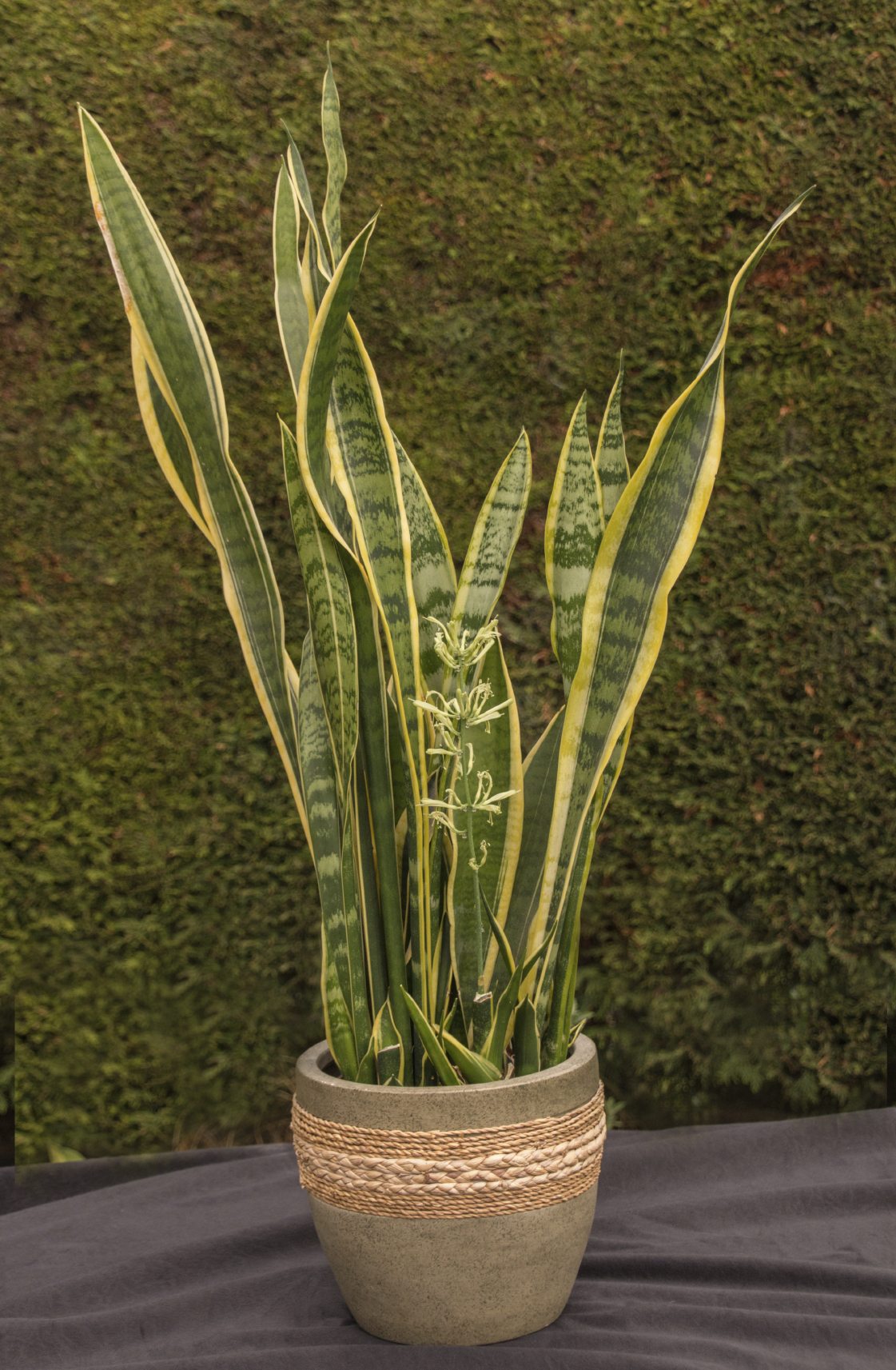 Care of Snake Plants: Information On Growing Snake Plant