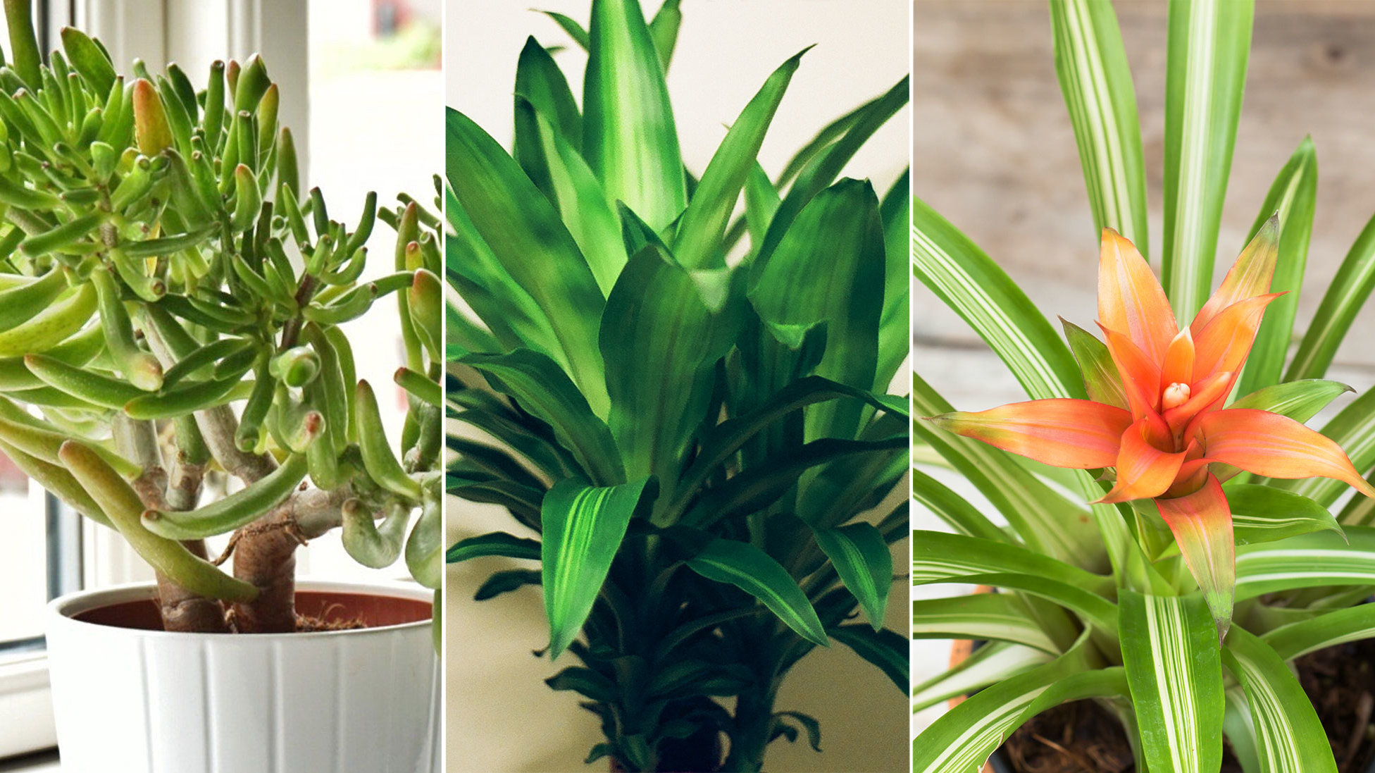 5 Plants That Can Help Purify Indoor Air