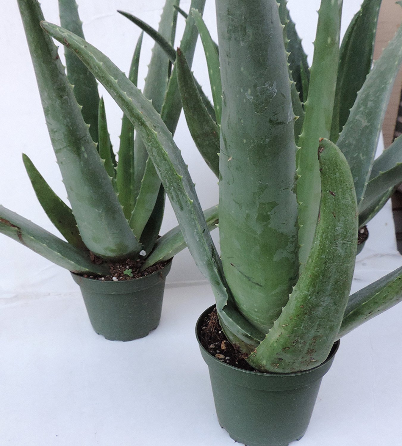 Amazon.com : Aloe Vera Plant Mature 3 Plants -Strong Aloe Vera ...
