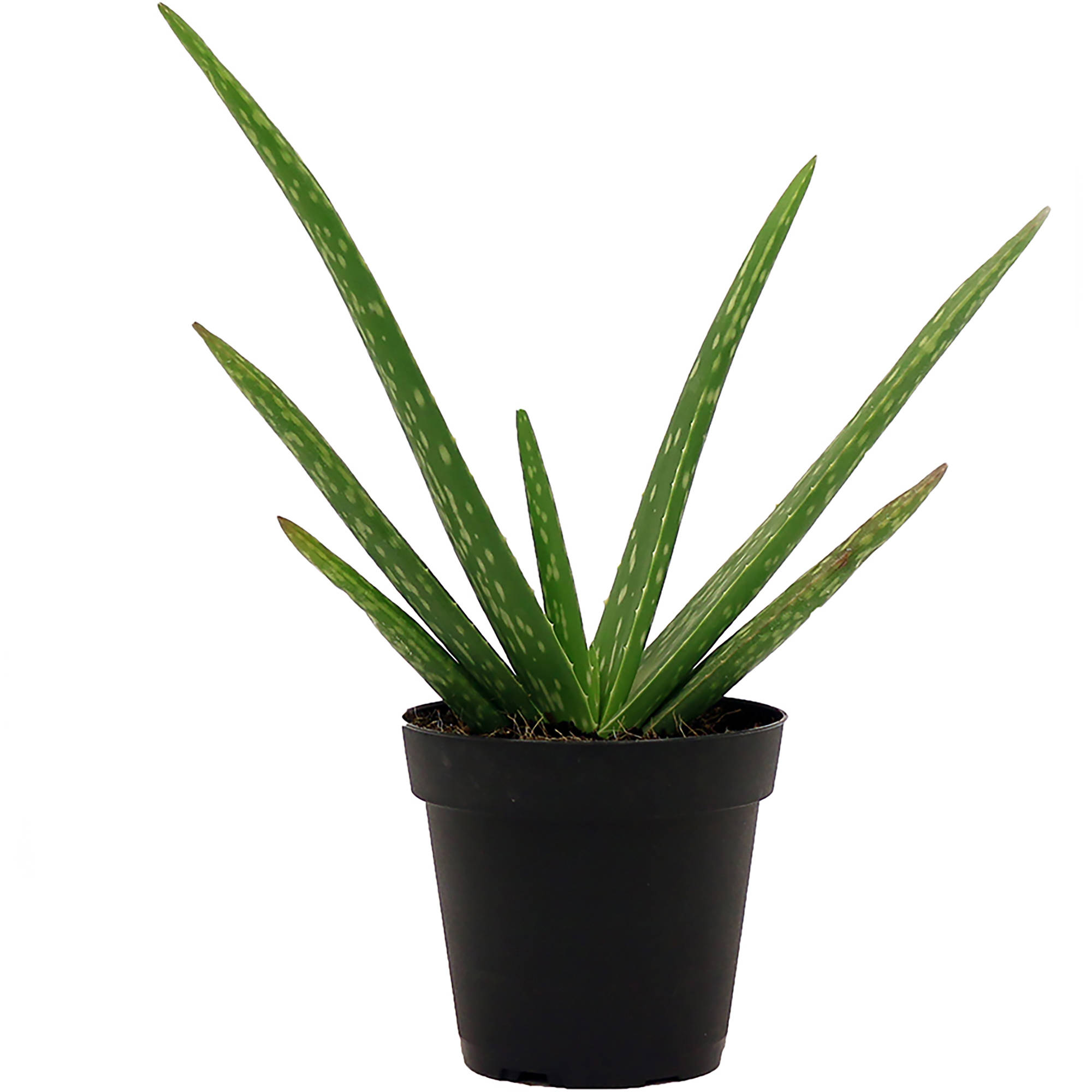 Buy Aloe Vera Plants Online | Free Shipping Over $99.99