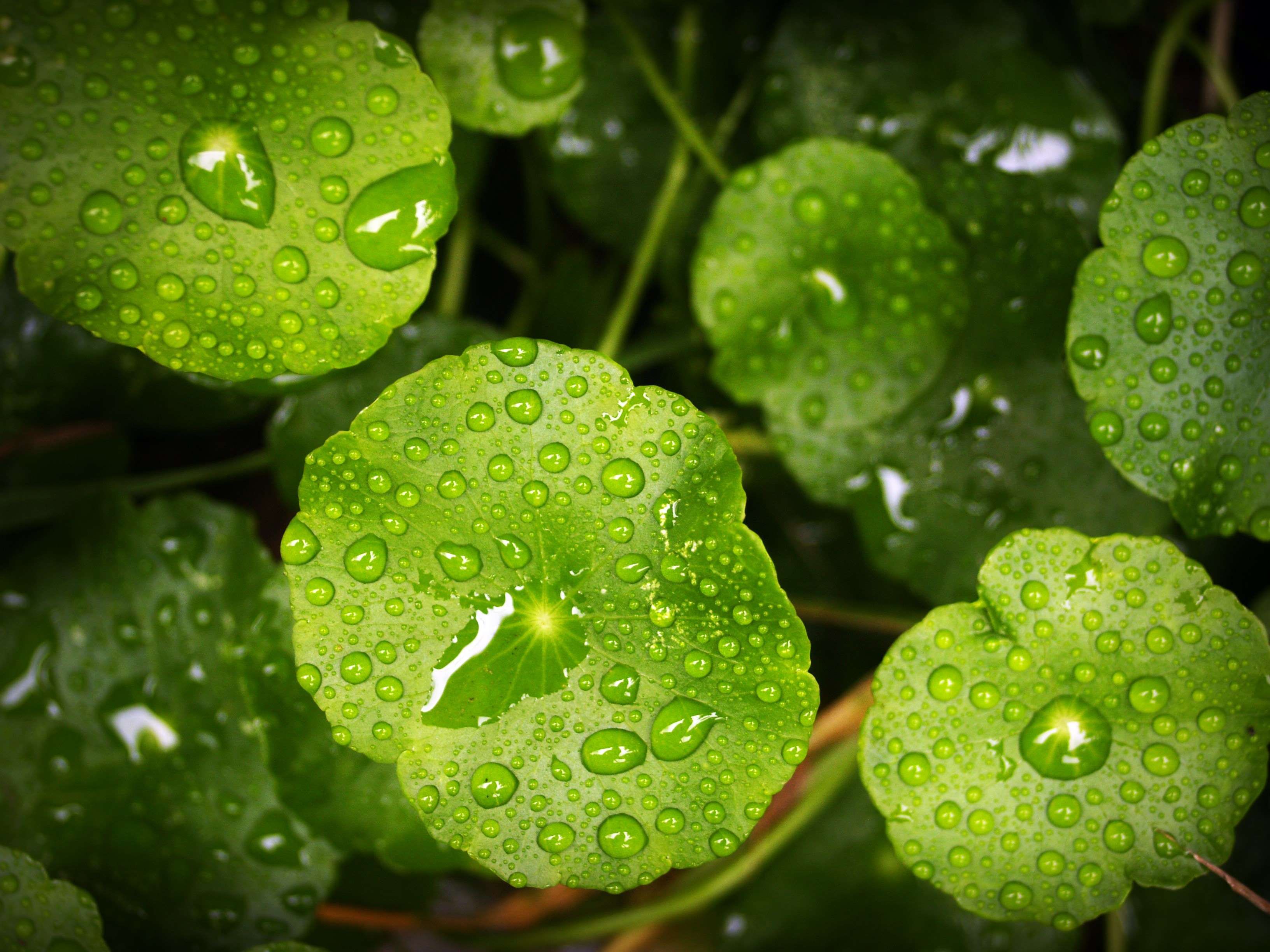 blur #close up #depth of field #dew #dewdrops #droplets #drops ...