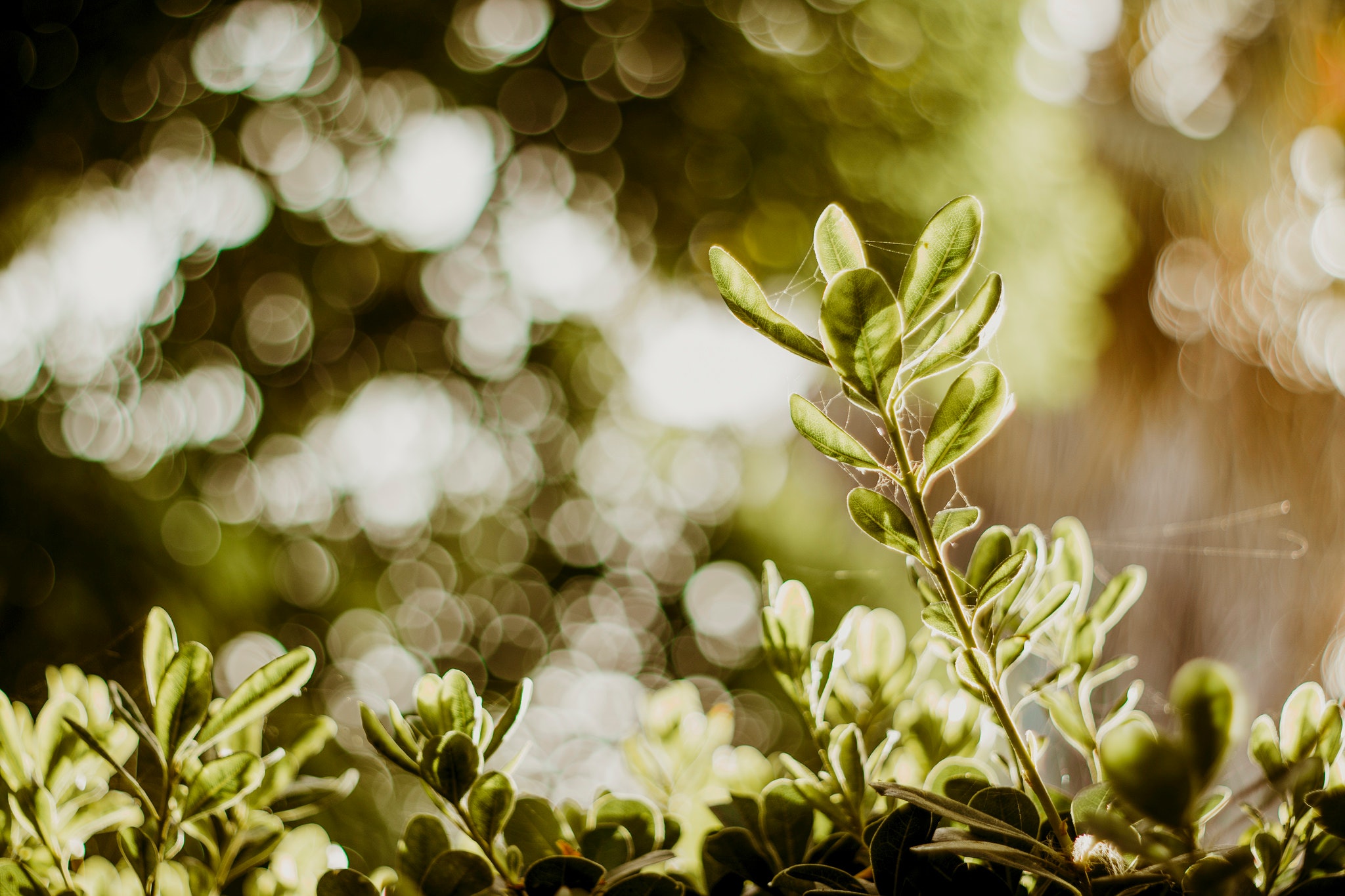 Selective Photograph of Green Plants at Daytime · Free Stock Photo