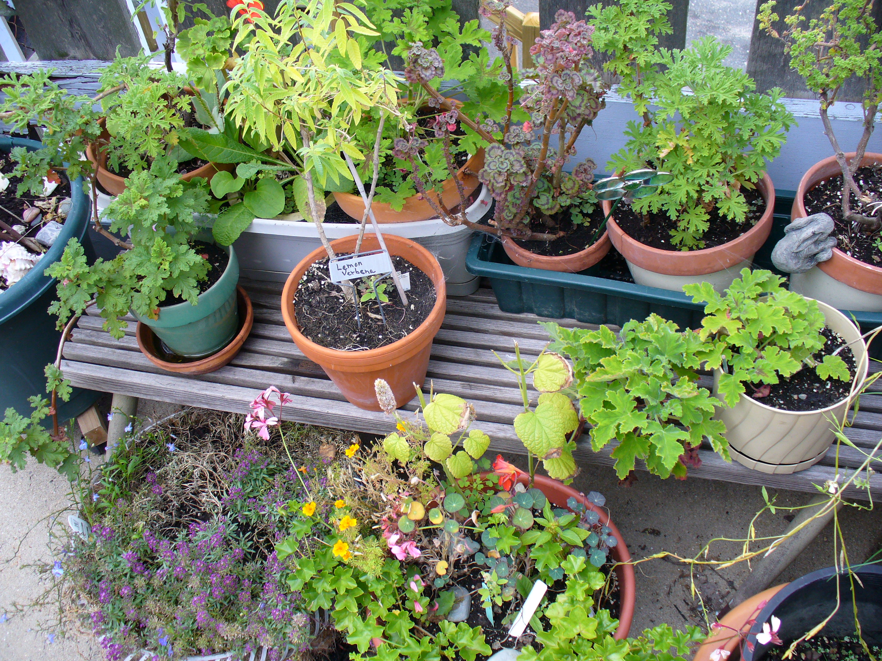 Download Plants Garden | Solidaria Garden