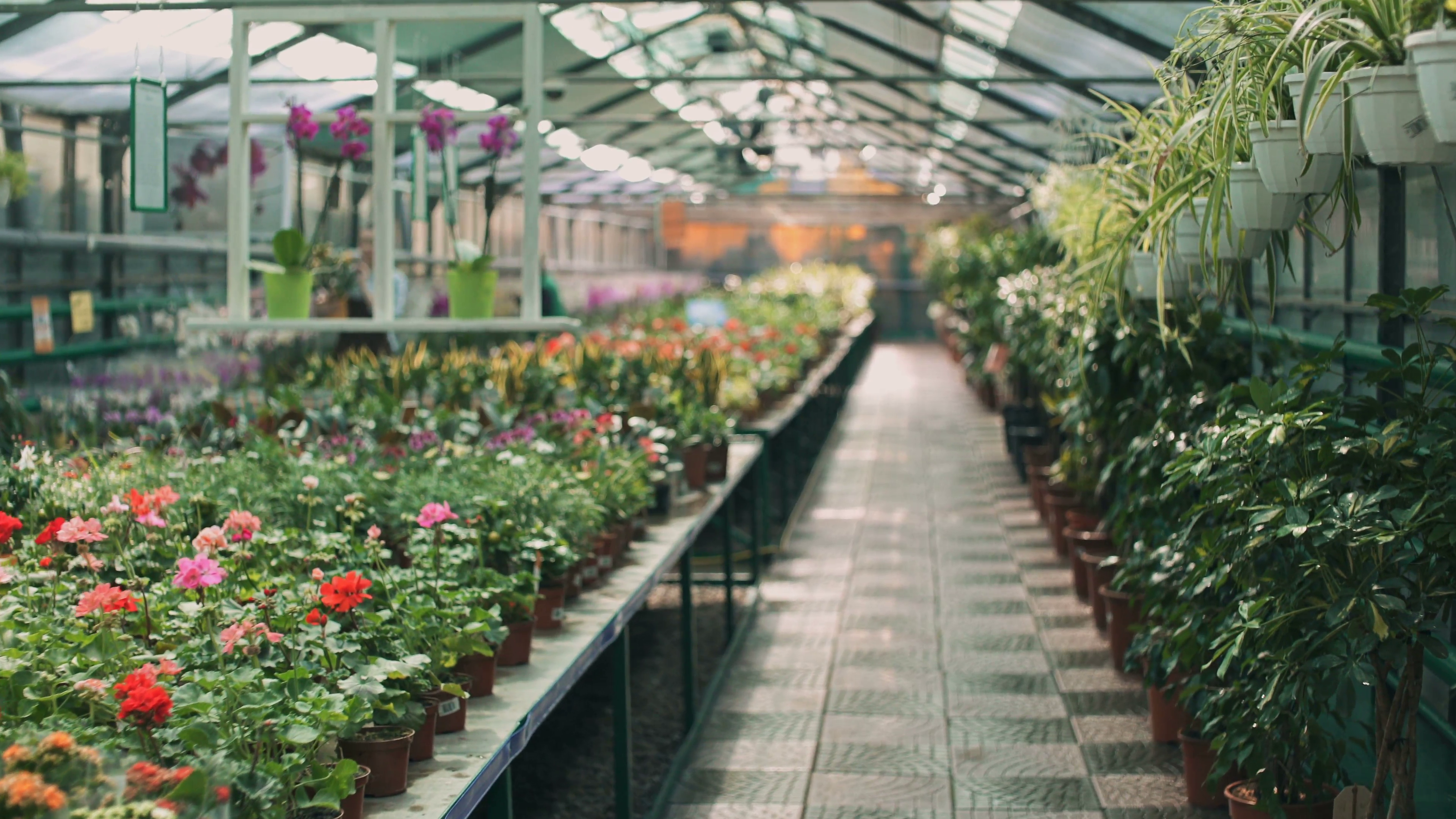 Female gardener taking care of plants in greenhouse Stock Video ...