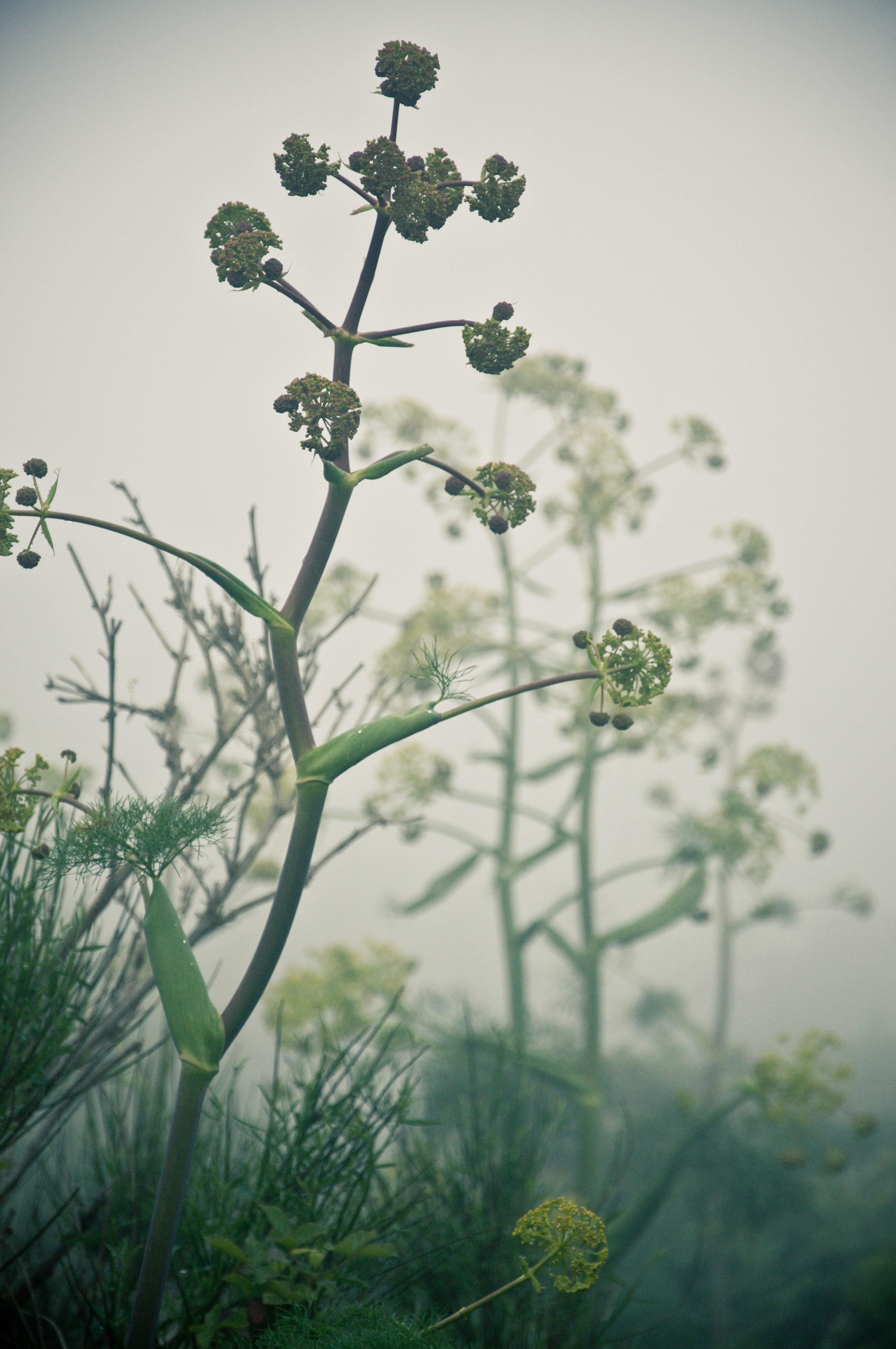 Plants in the mist photo