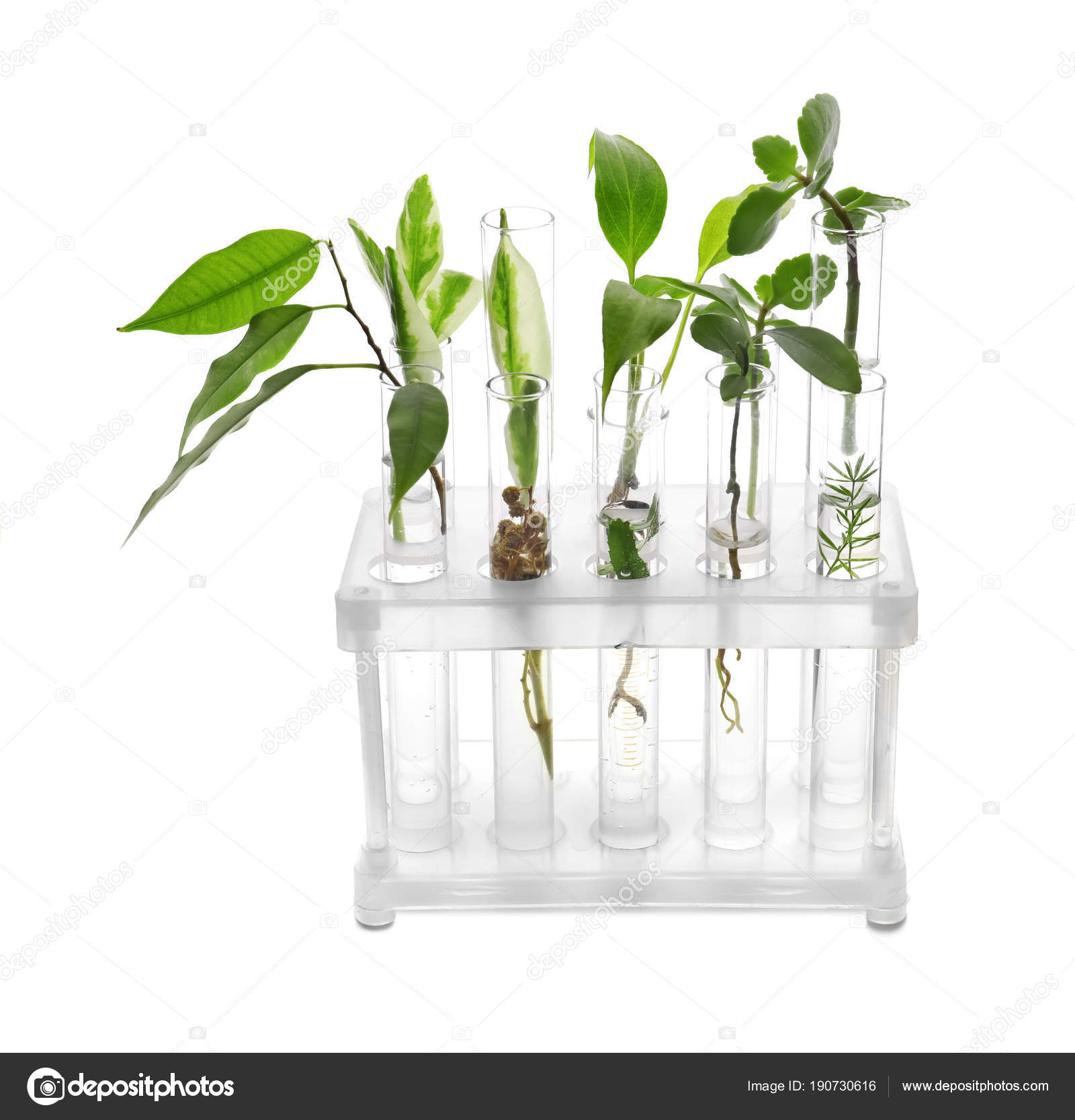Test tubes with plants in stand on white background — Stock Photo ...