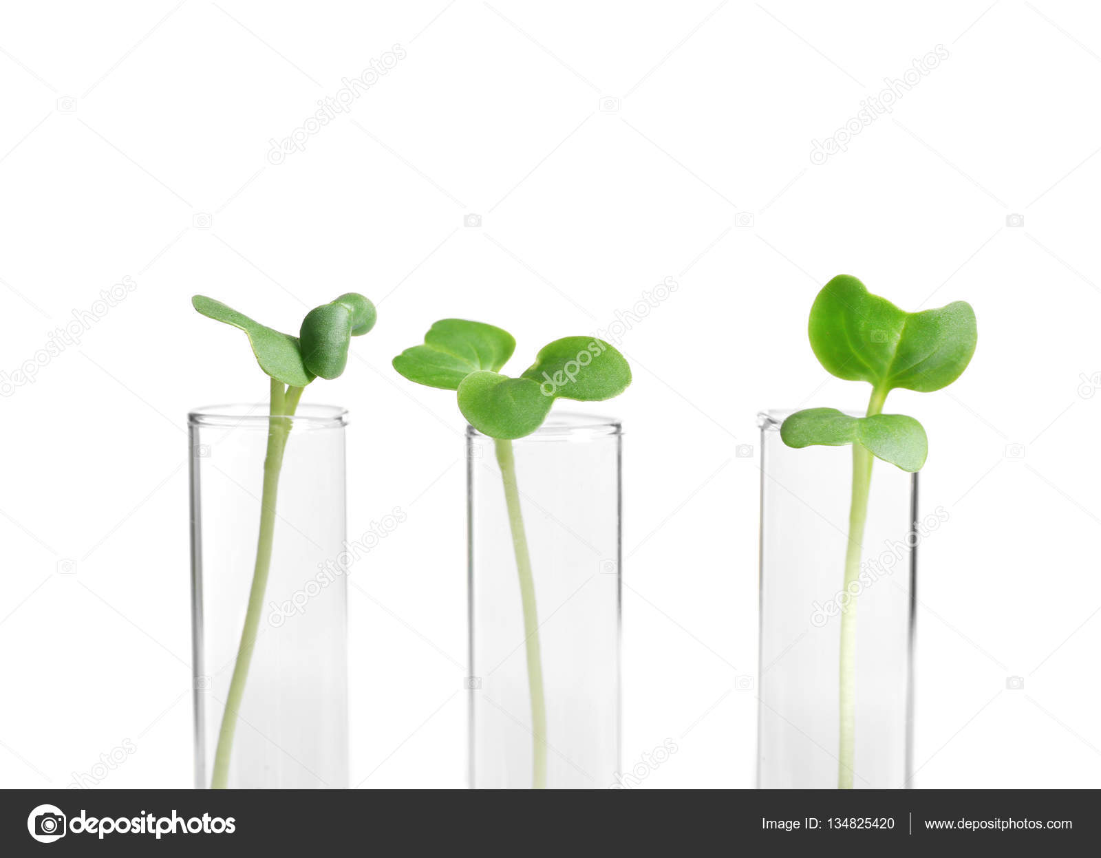 Plants in test tubes — Stock Photo © belchonock #134825420