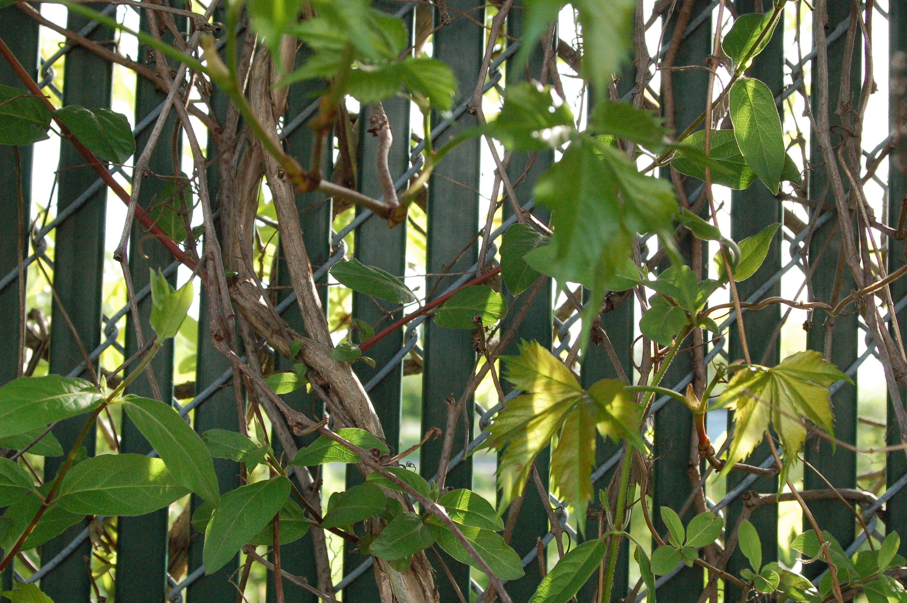 Plants on a fence photo