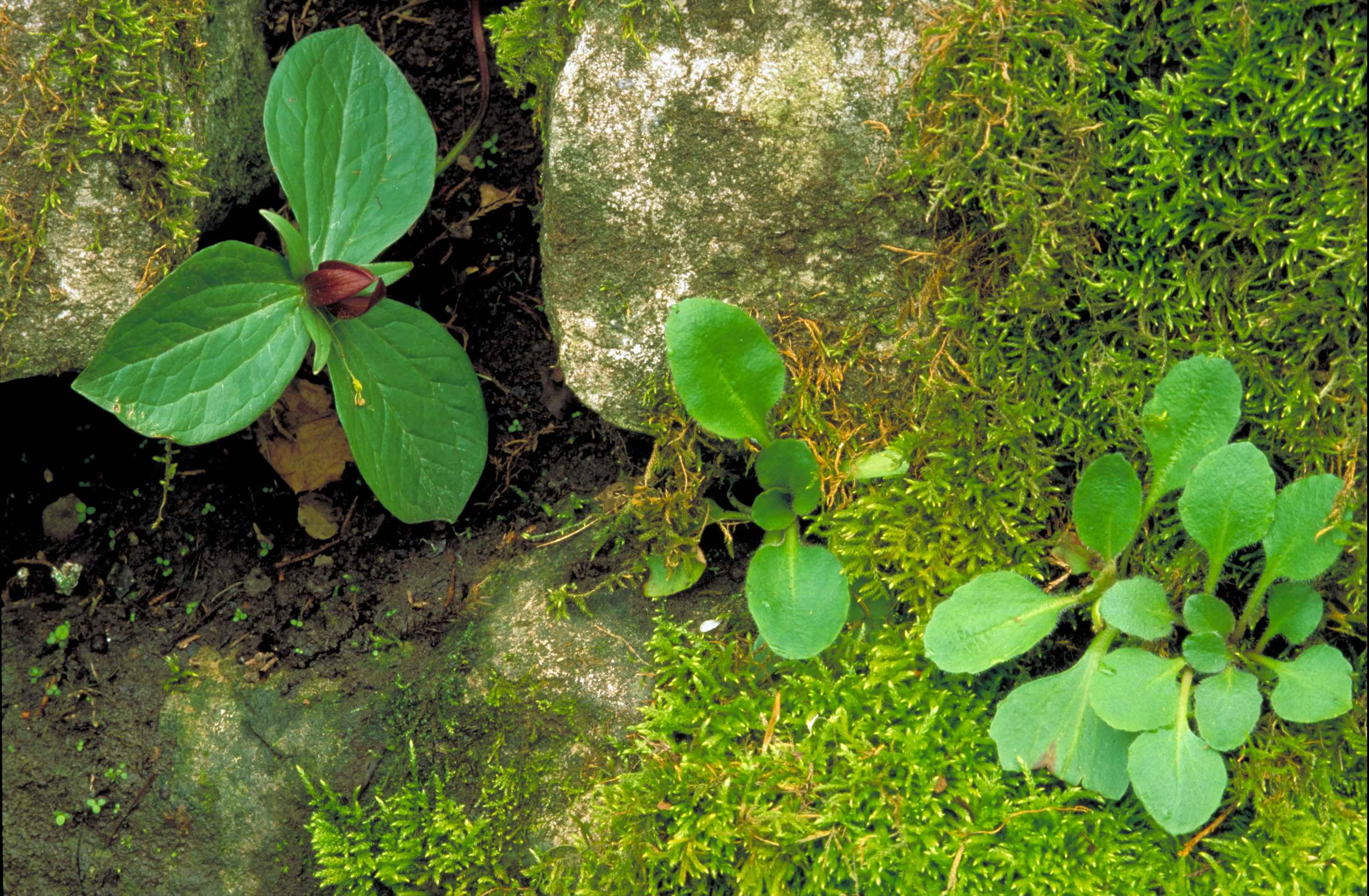 File:Small dark red blossom with green leaves growing in rocks and ...