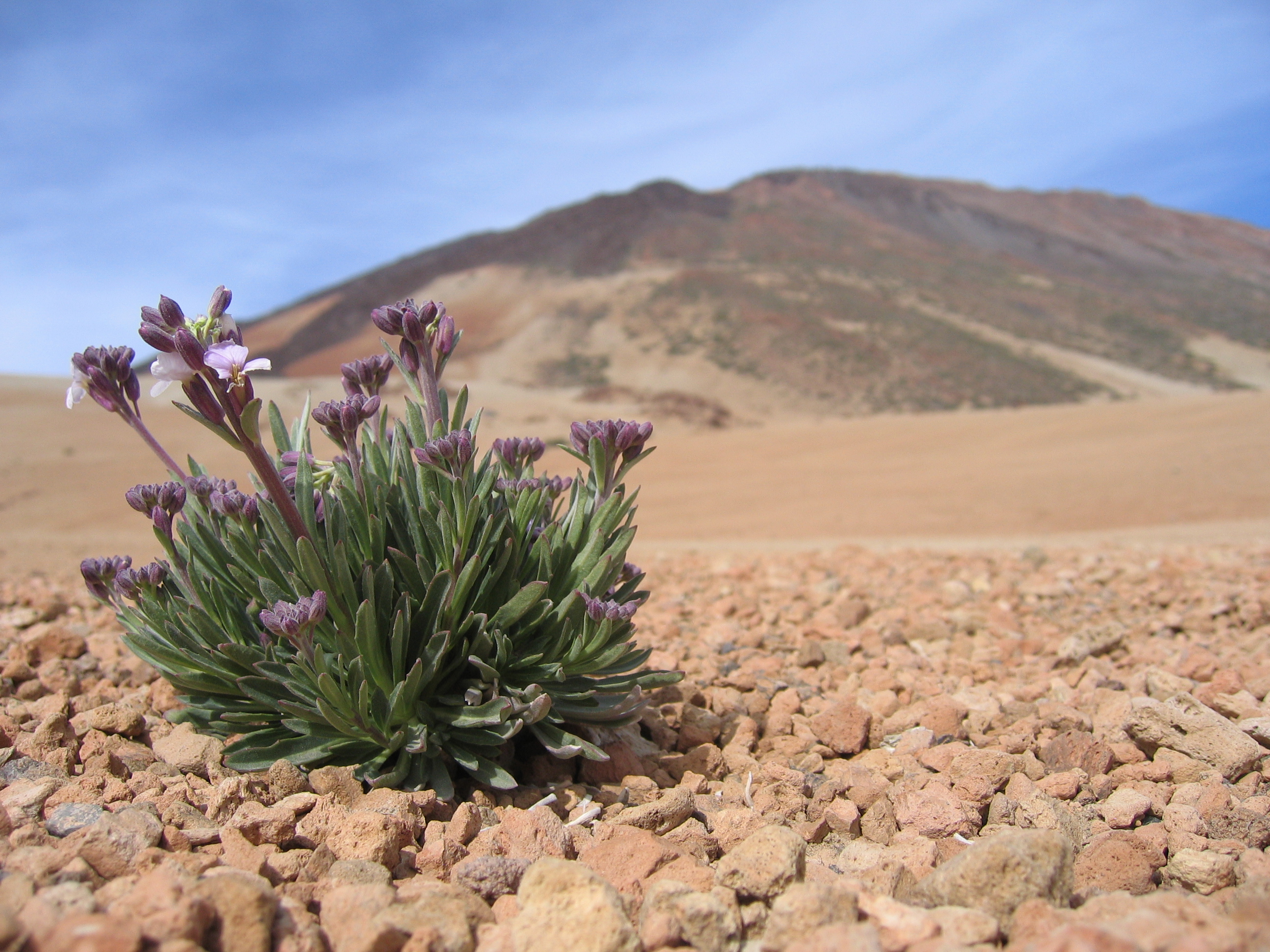 File:Plants between rocks on Teide - 002.JPG - Wikimedia Commons