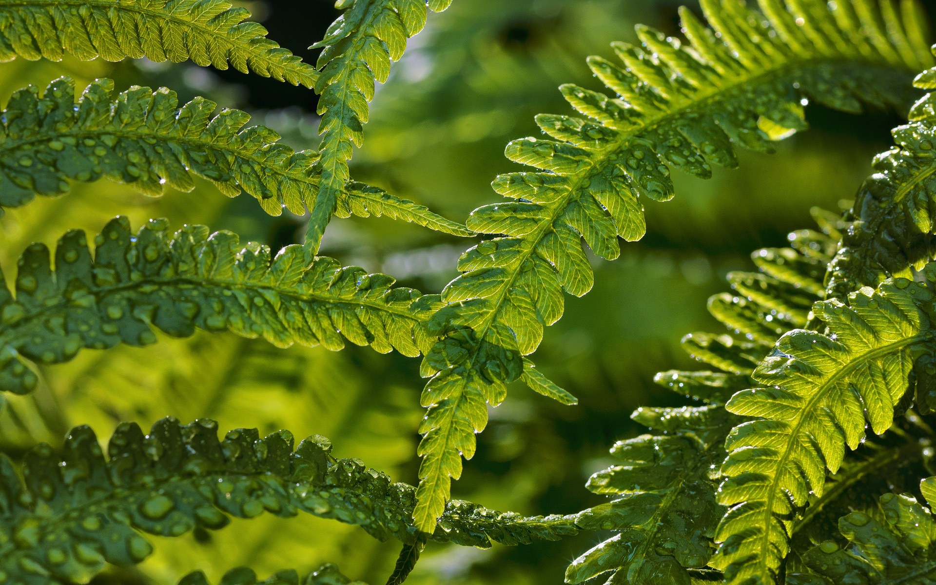 Plants: Leaves Up Close Plants Nature Green Ferns Background Windows ...