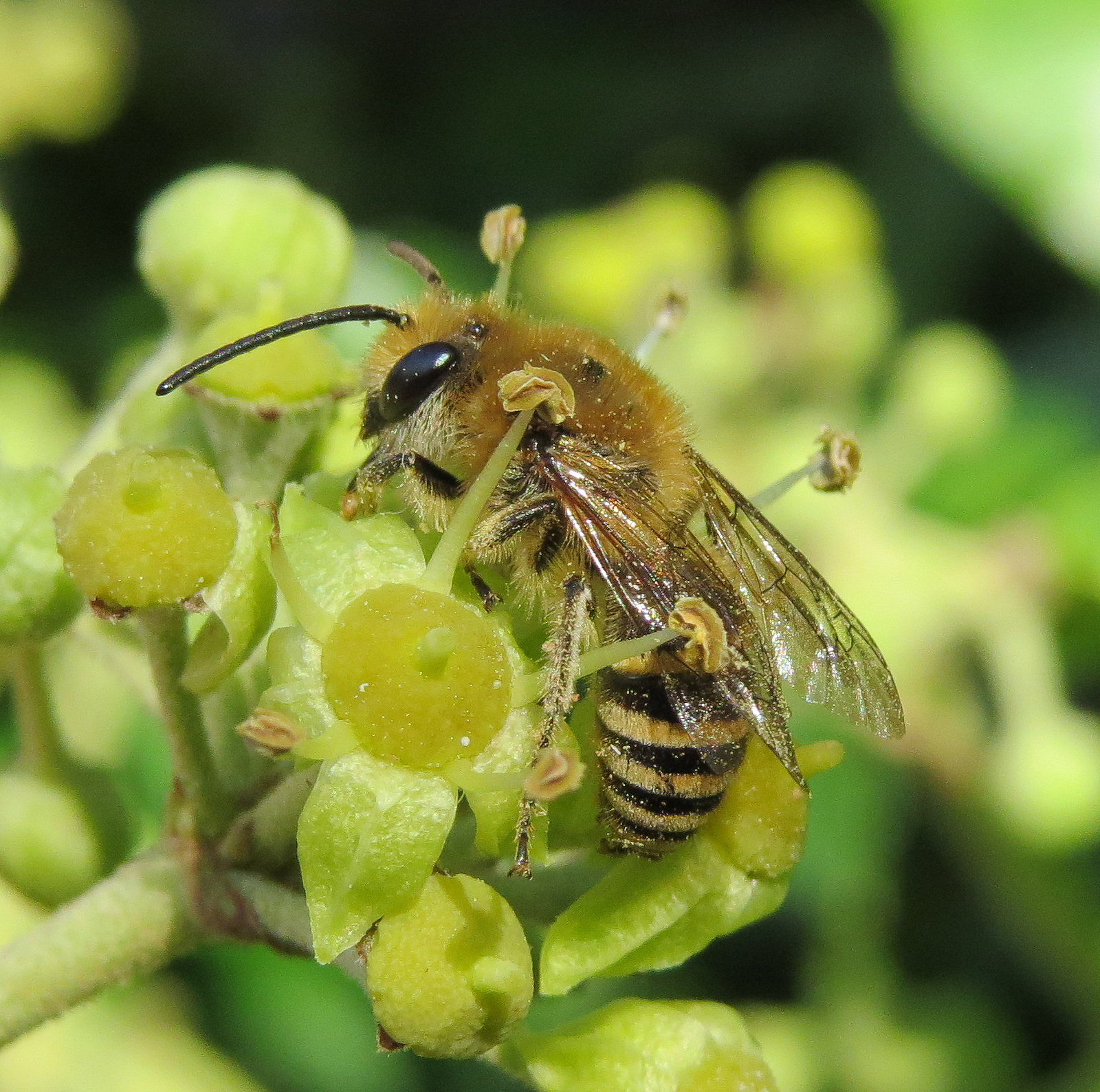 Ivy plasterer bee | Buglife