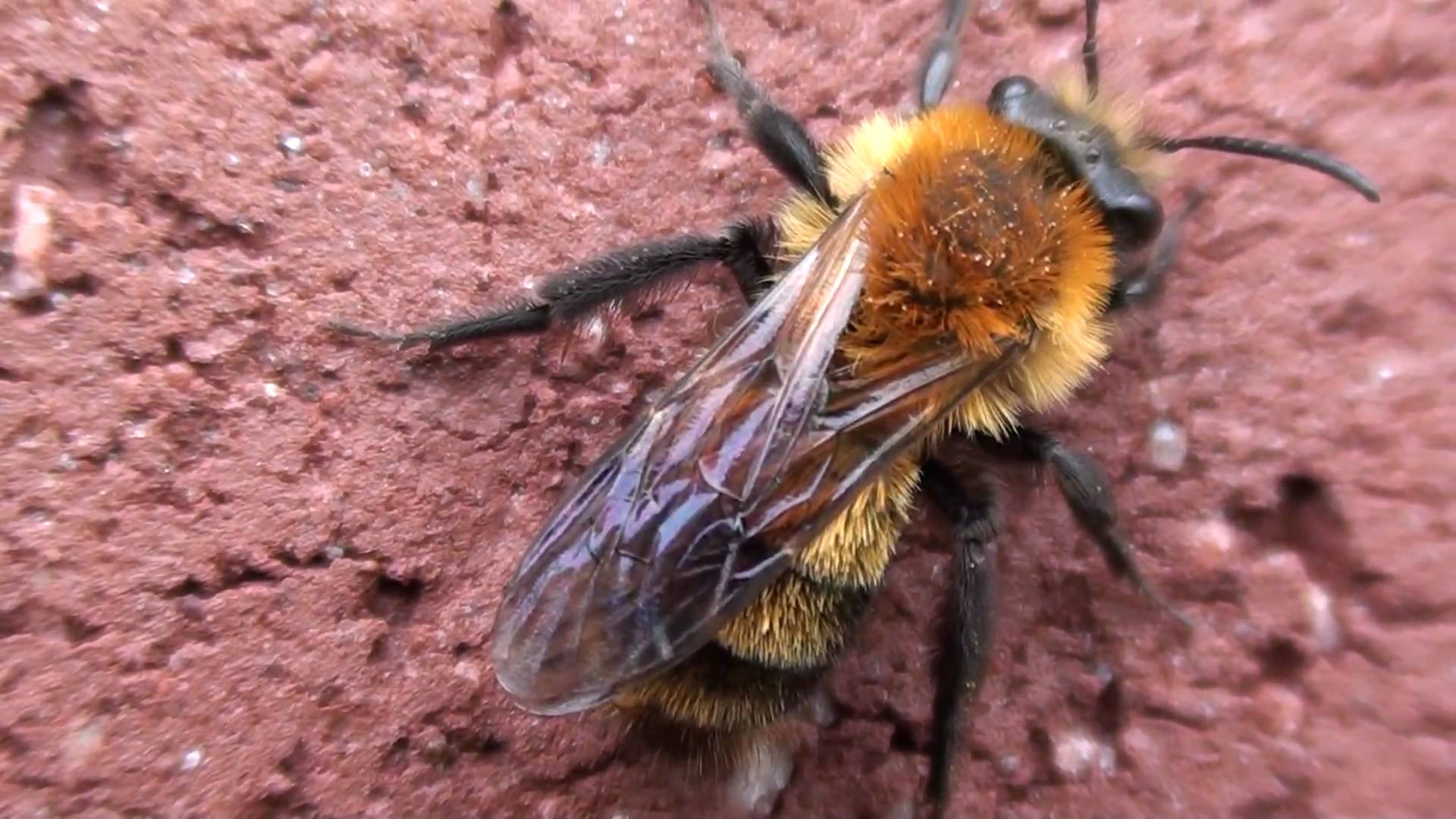 Plasterer Bee (Colletidae: Colletes) on Wall - YouTube