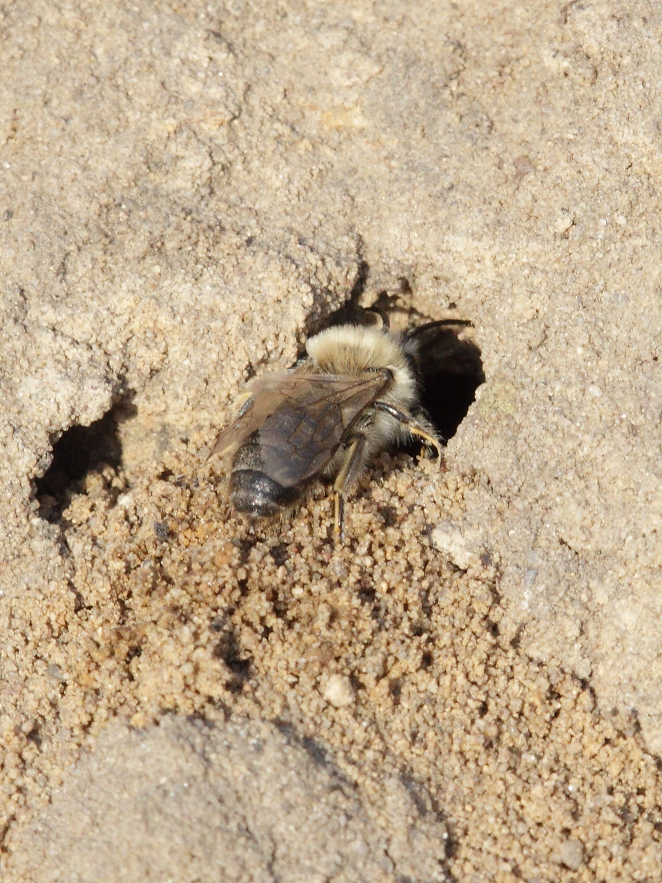 File:Colletes cunicularius ? (Colletidae) - Spring plasterer bee ...