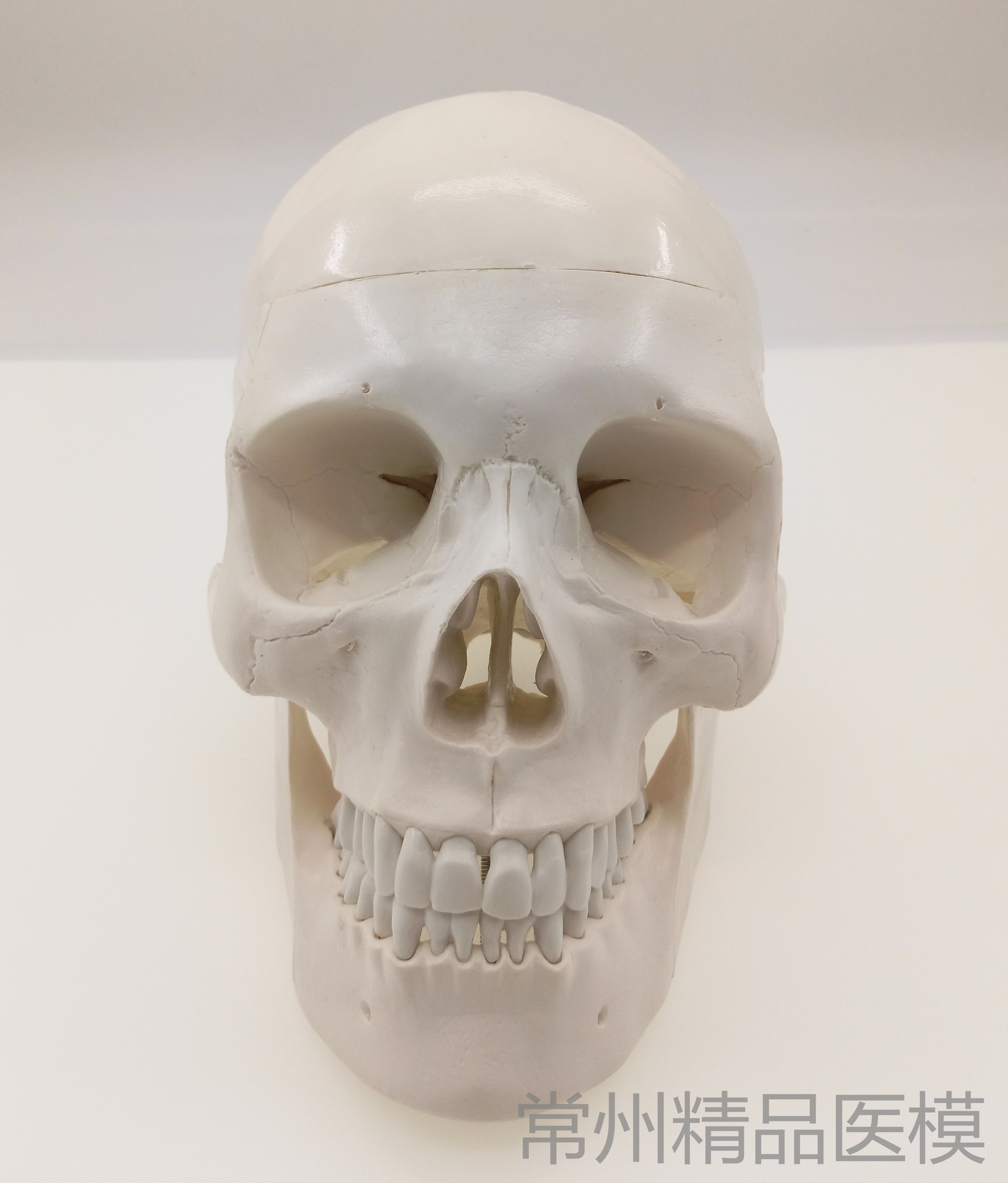 plastic skull model painting art sketch teaching simulation skull ...