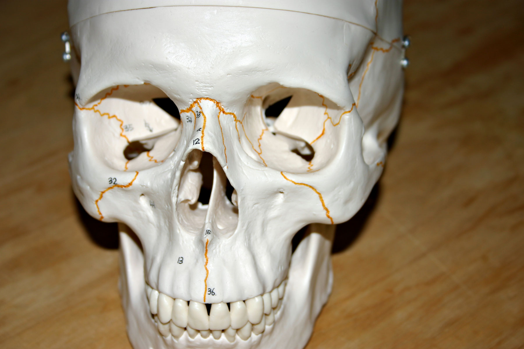 Plastic skull photo