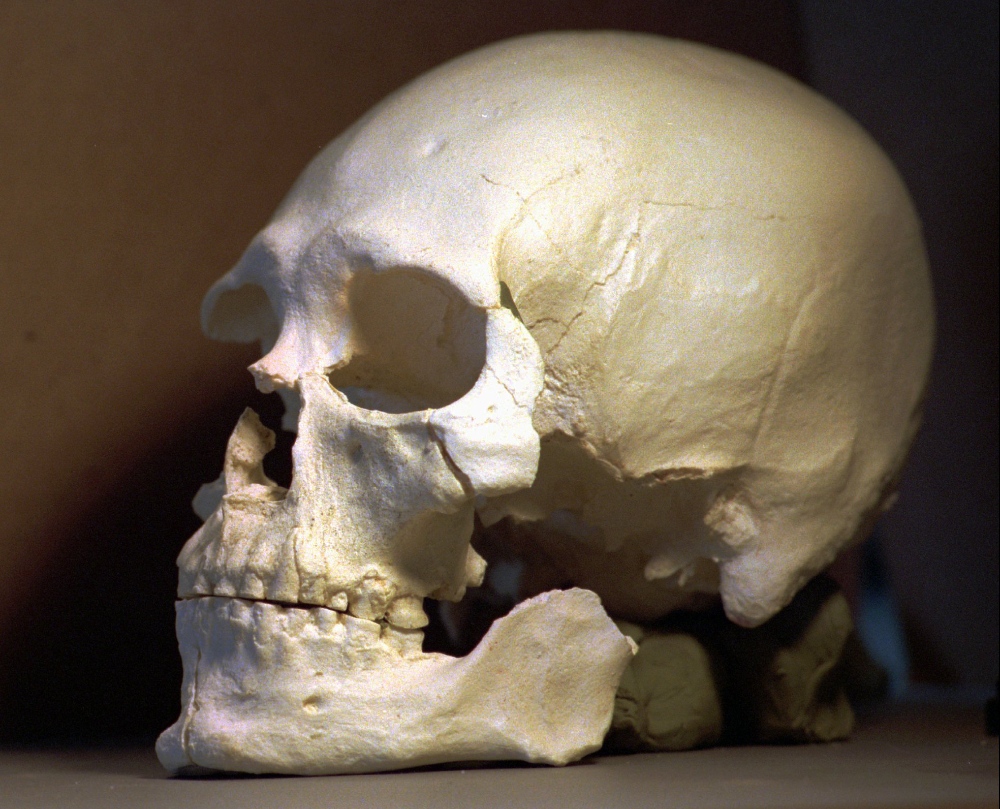 Kennewick Man: Origins Solved Thanks to DNA | Time