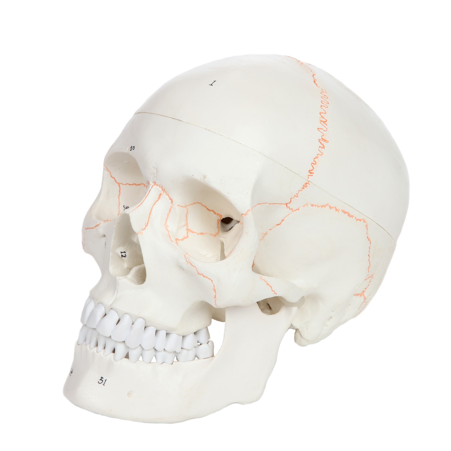 Anatomy Skull Numbered Axis Scientific