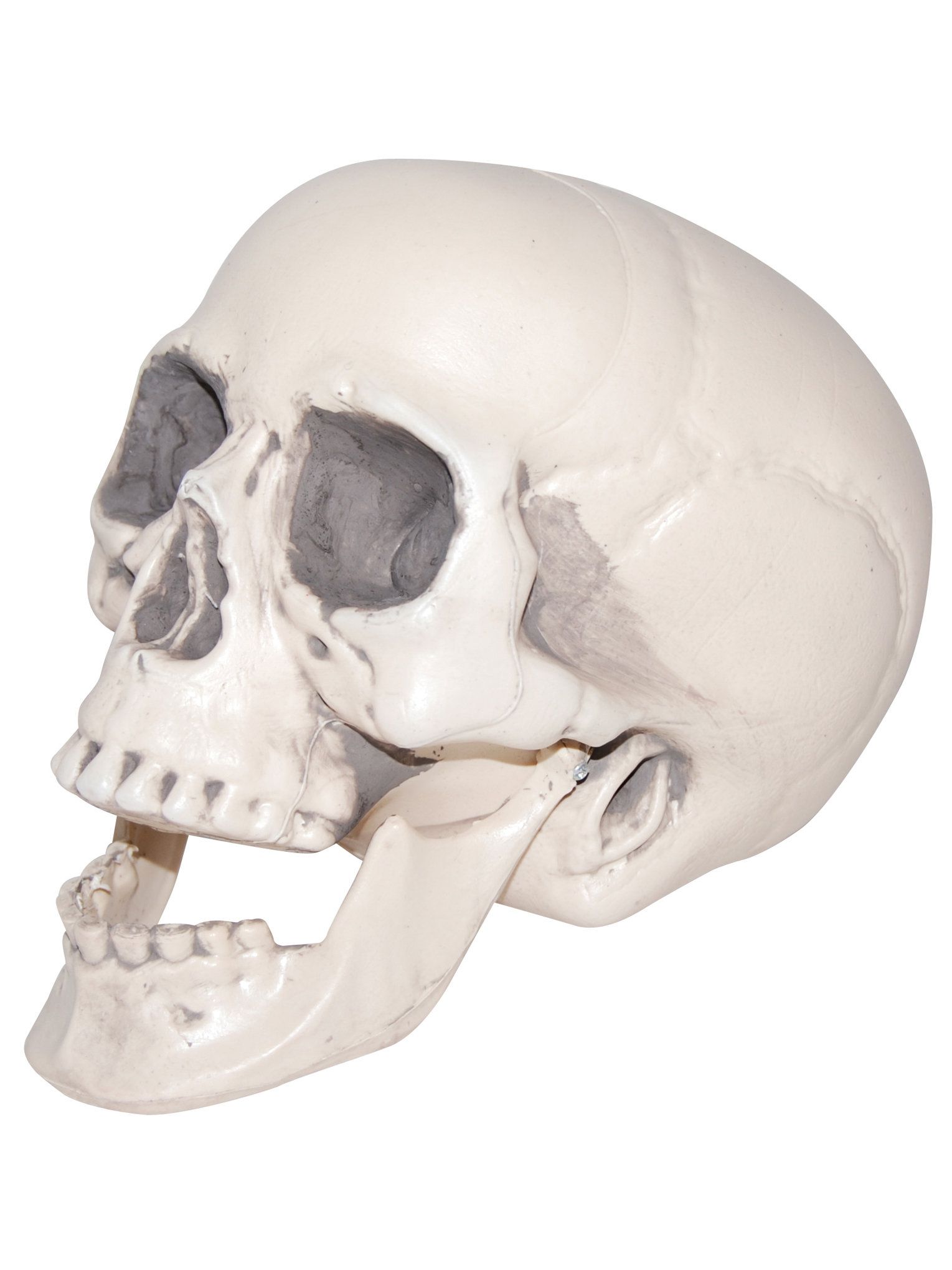 Realistic Plastic Skull | Wholesale Halloween Costumes