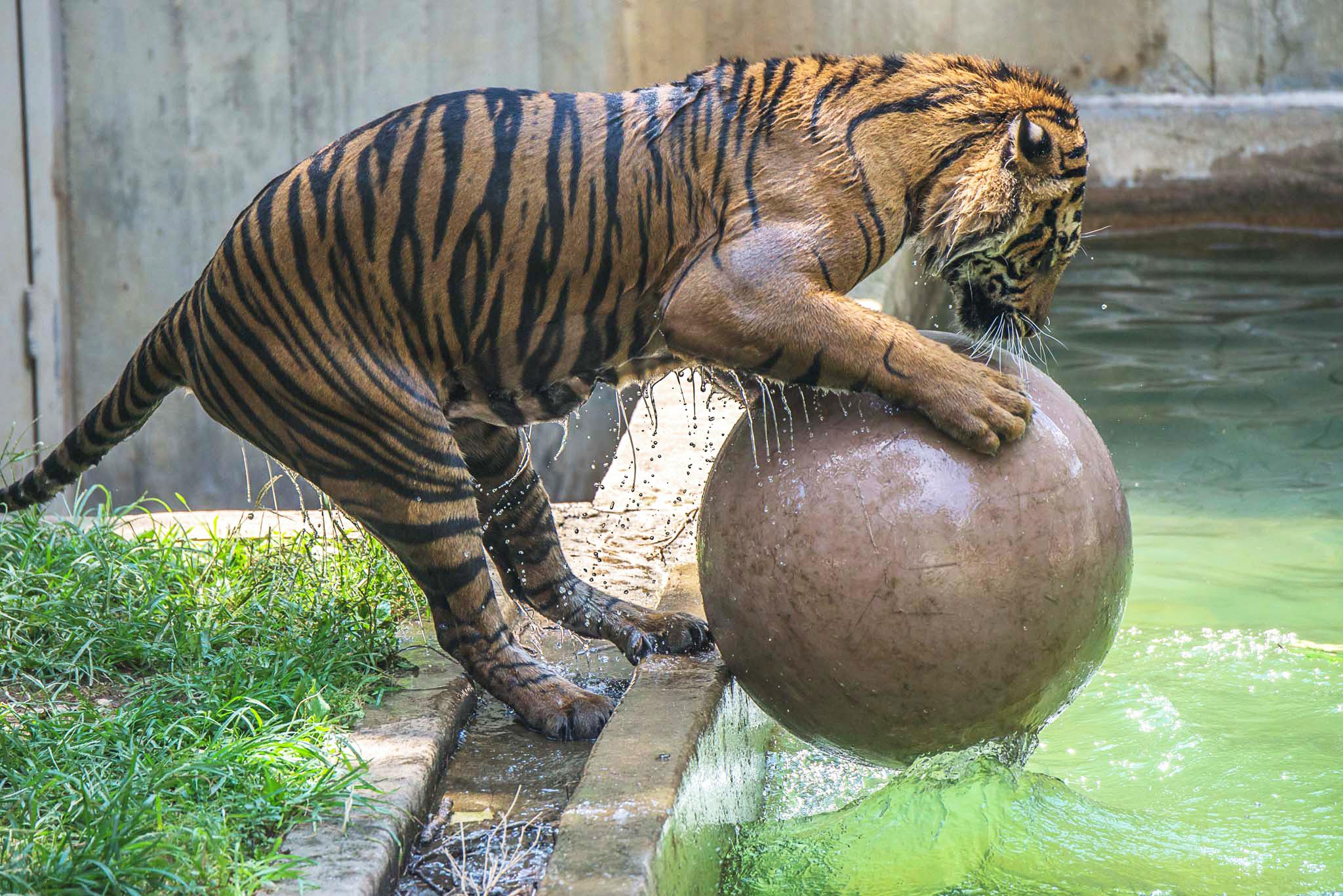 How Does A Tiger Keep Cool In This Heat? One Word: Bloodsicles ...