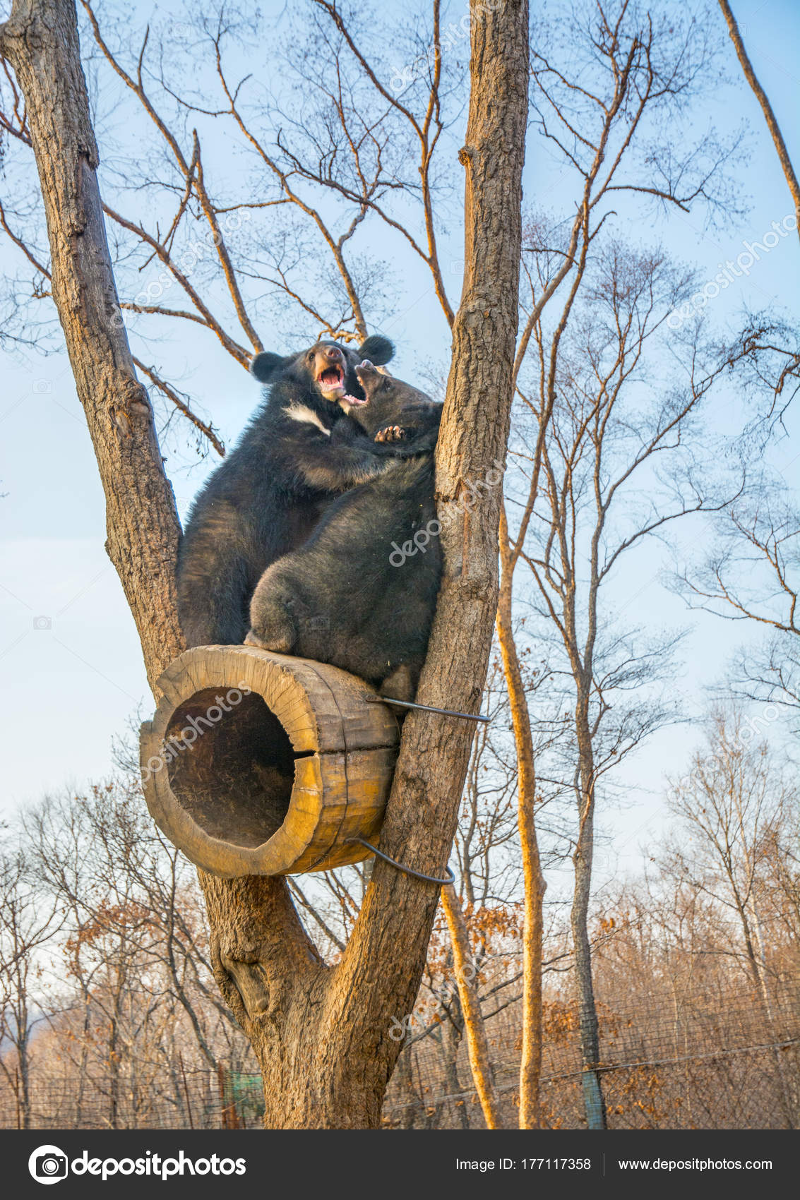 bear cubs play in a tree, climbed high on the branches and a cute ...