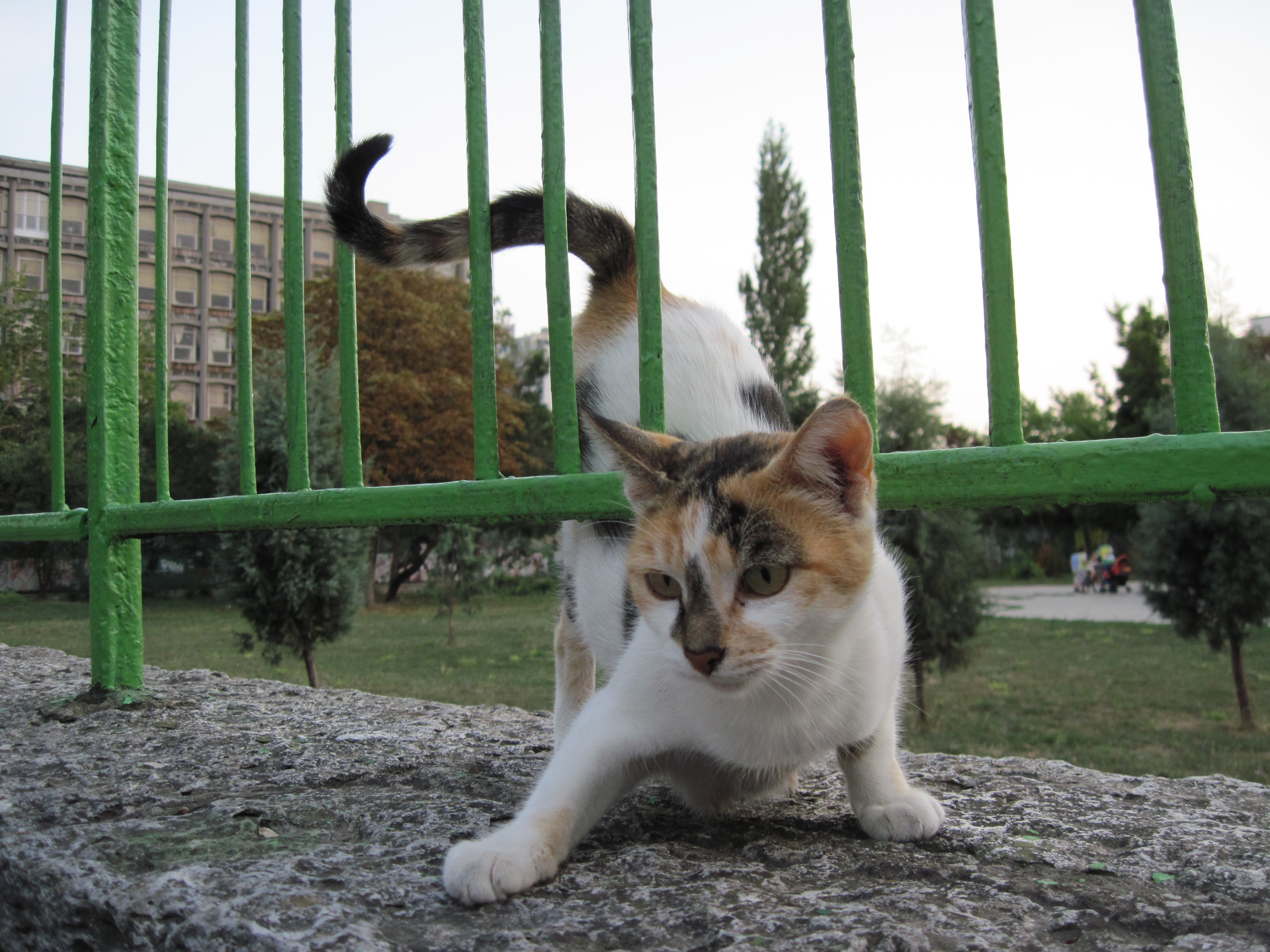 Playful street cat photo