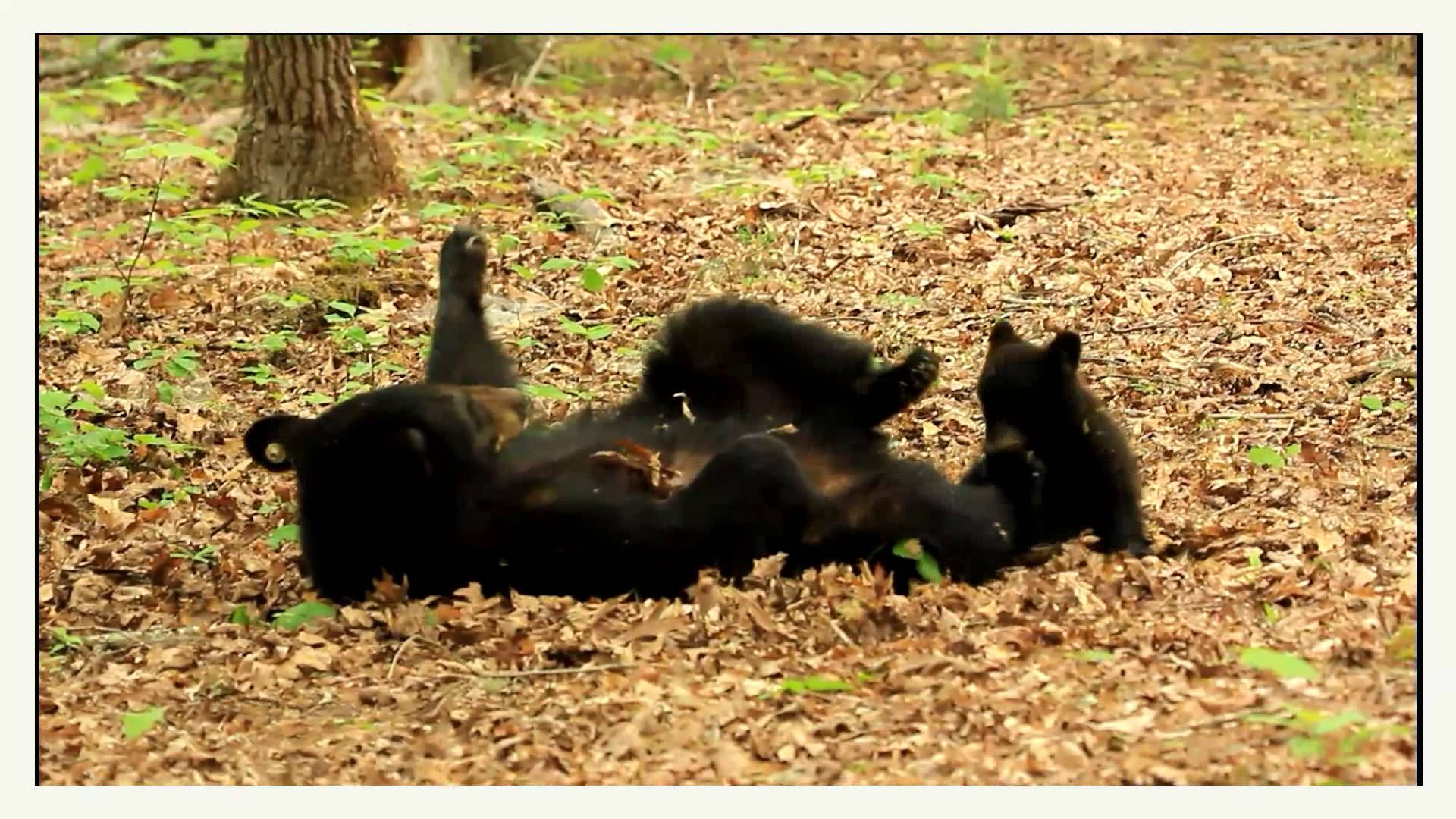 Mama black bear playing with her precious little cub! - YouTube
