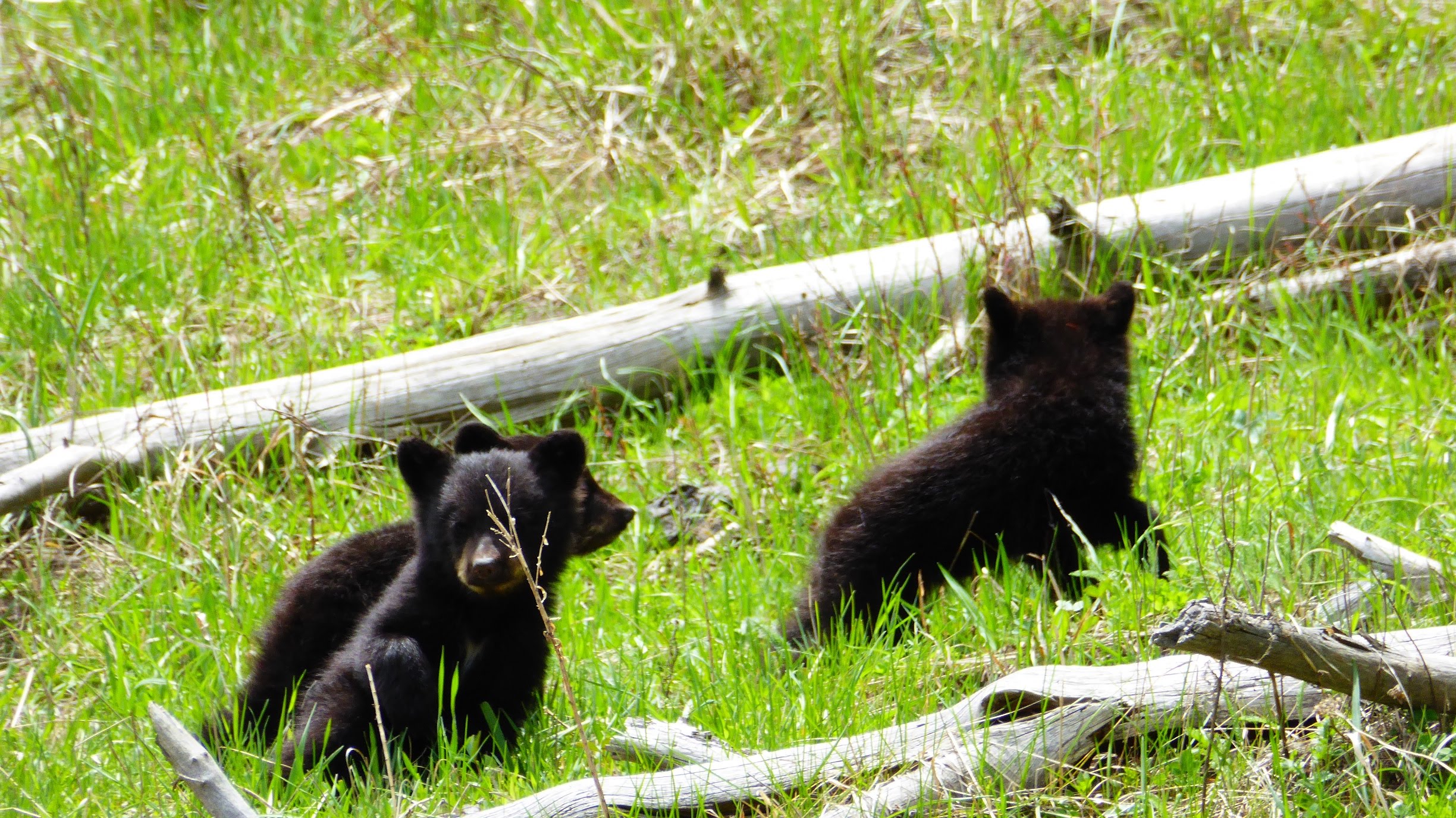 Babies Black Bears climbing and playing in Tree Yellowstone cheeky ...