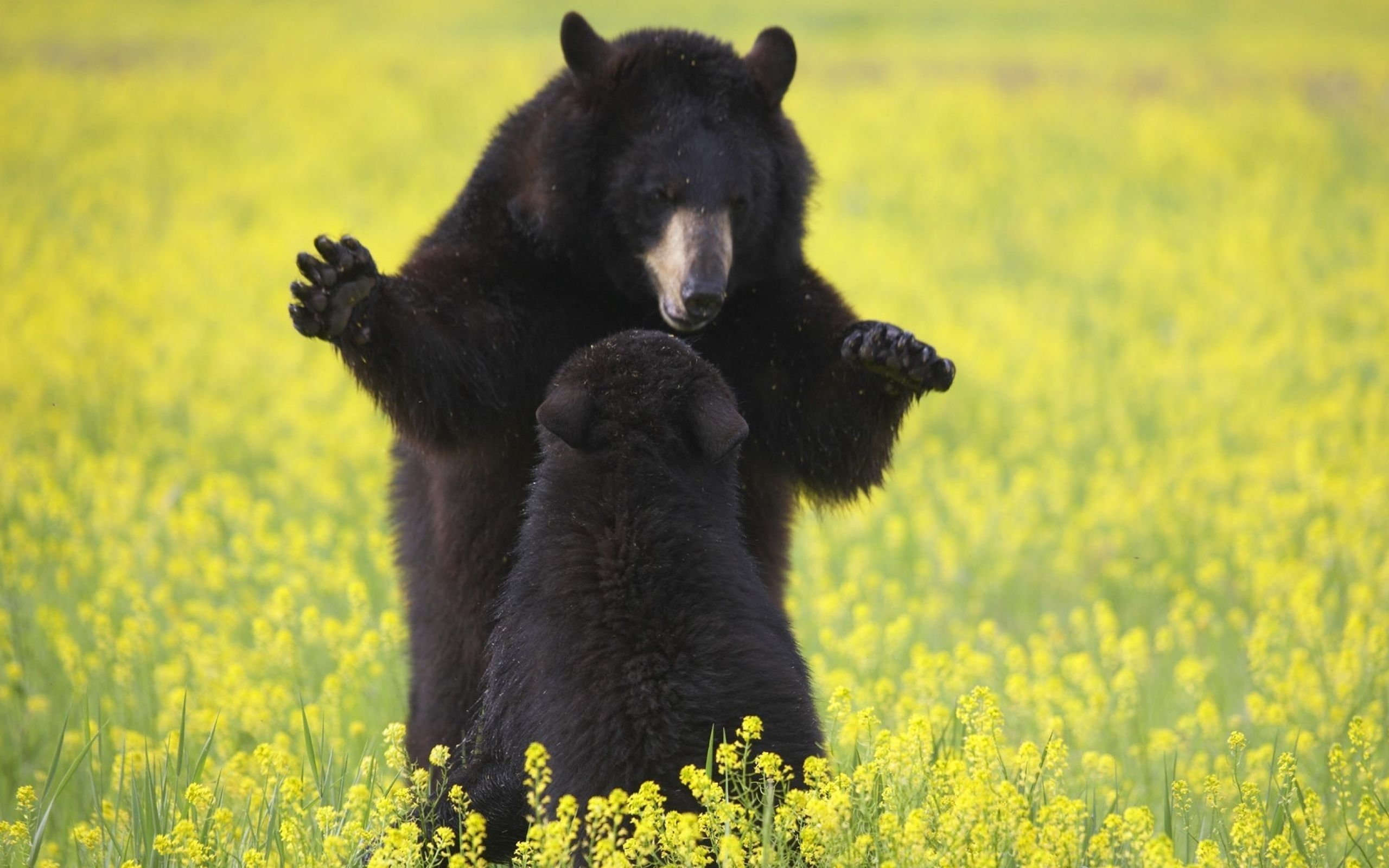 Black bear | Black bear / Wallpapers as | Animals | Pinterest | Bear ...