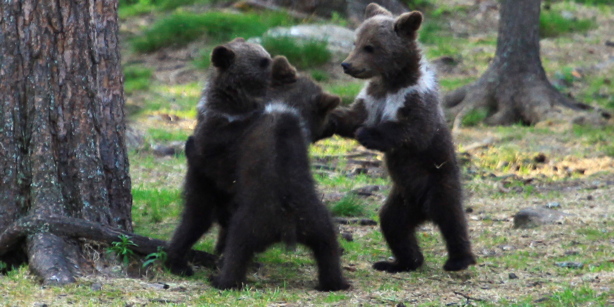 Bear Cubs Play 'Ring Around The Rosie,' And We All Fall Down From ...