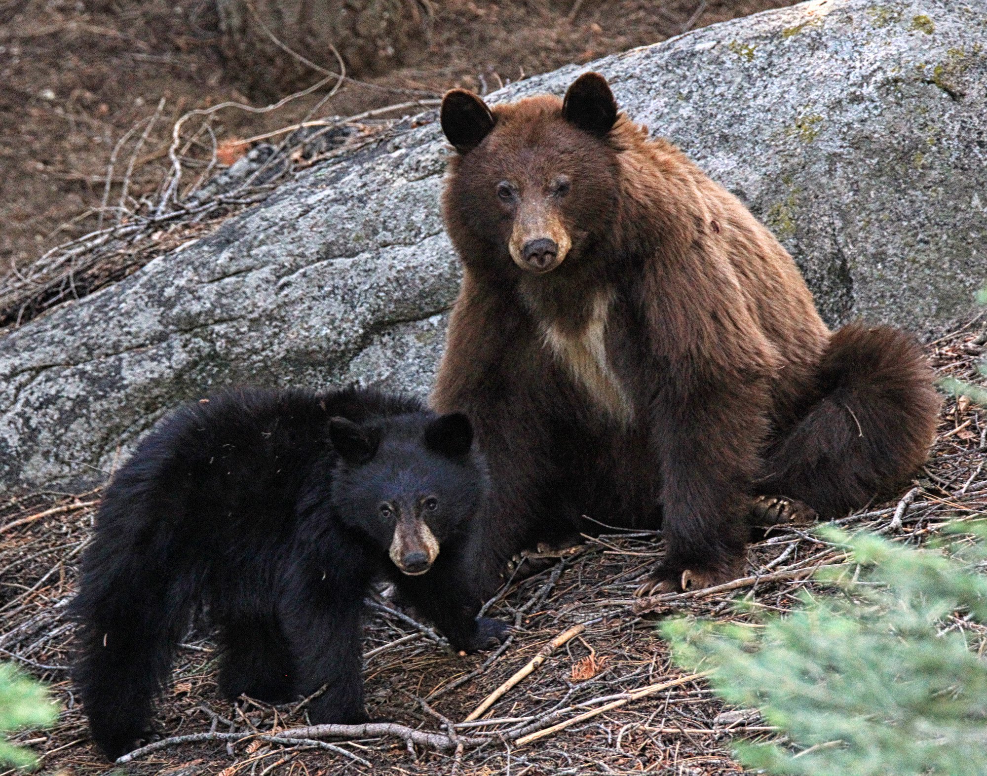 Black Bears Playing at Sequoia National Park - YouTube