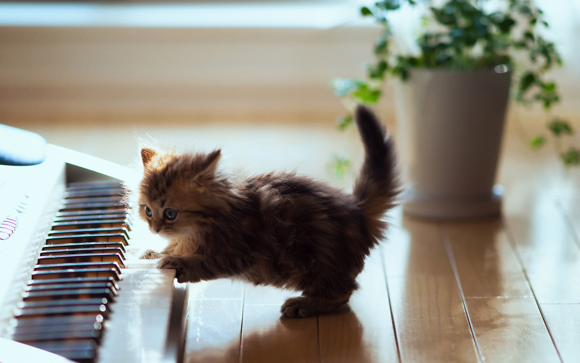 Cute-Kitten-Playing-Piano.jpg 1,920×1,200 pixels | cuddelies ...