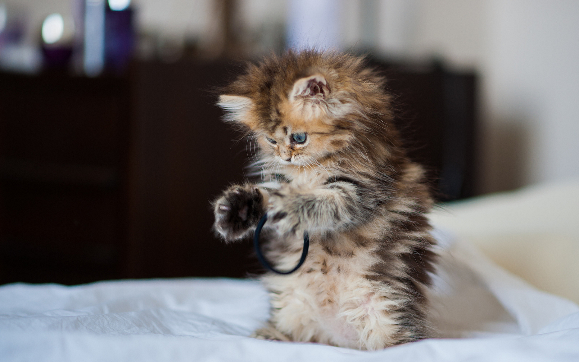Image - Cute-kitty-playing.jpg | Koror Survivor ORG Wiki | FANDOM ...