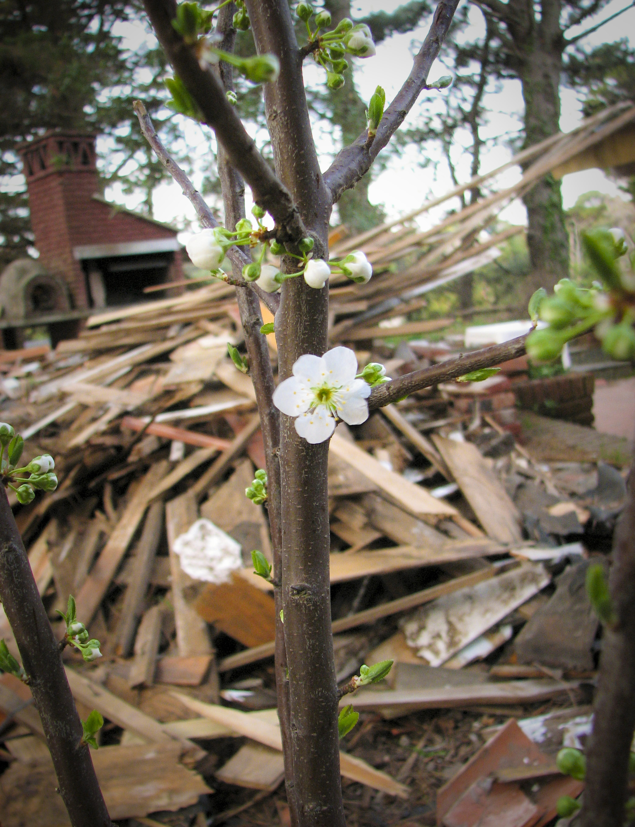Plum flower blossom photo