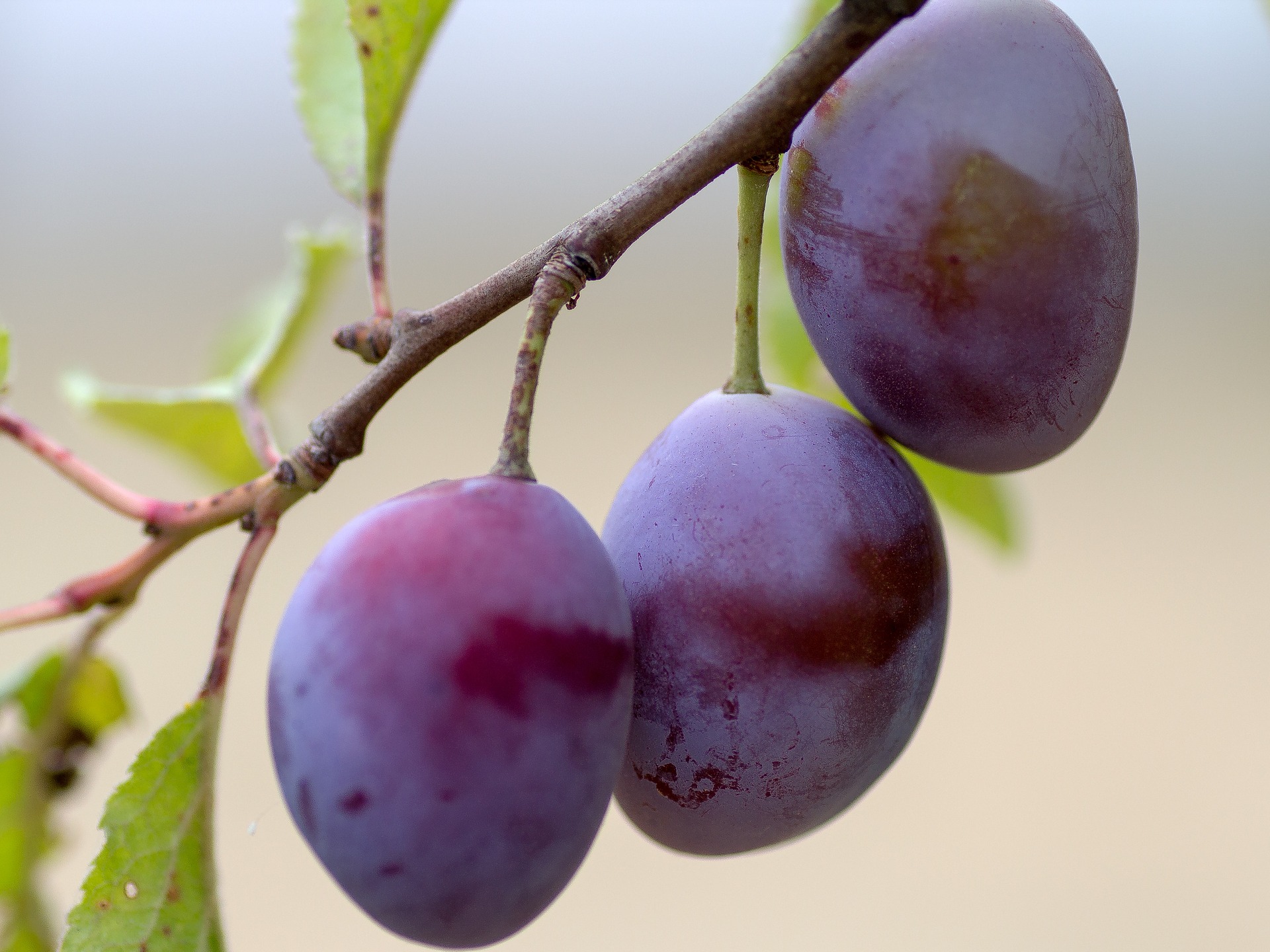 Plums: Planting, Growing, and Harvesting Plums | The Old Farmer's ...