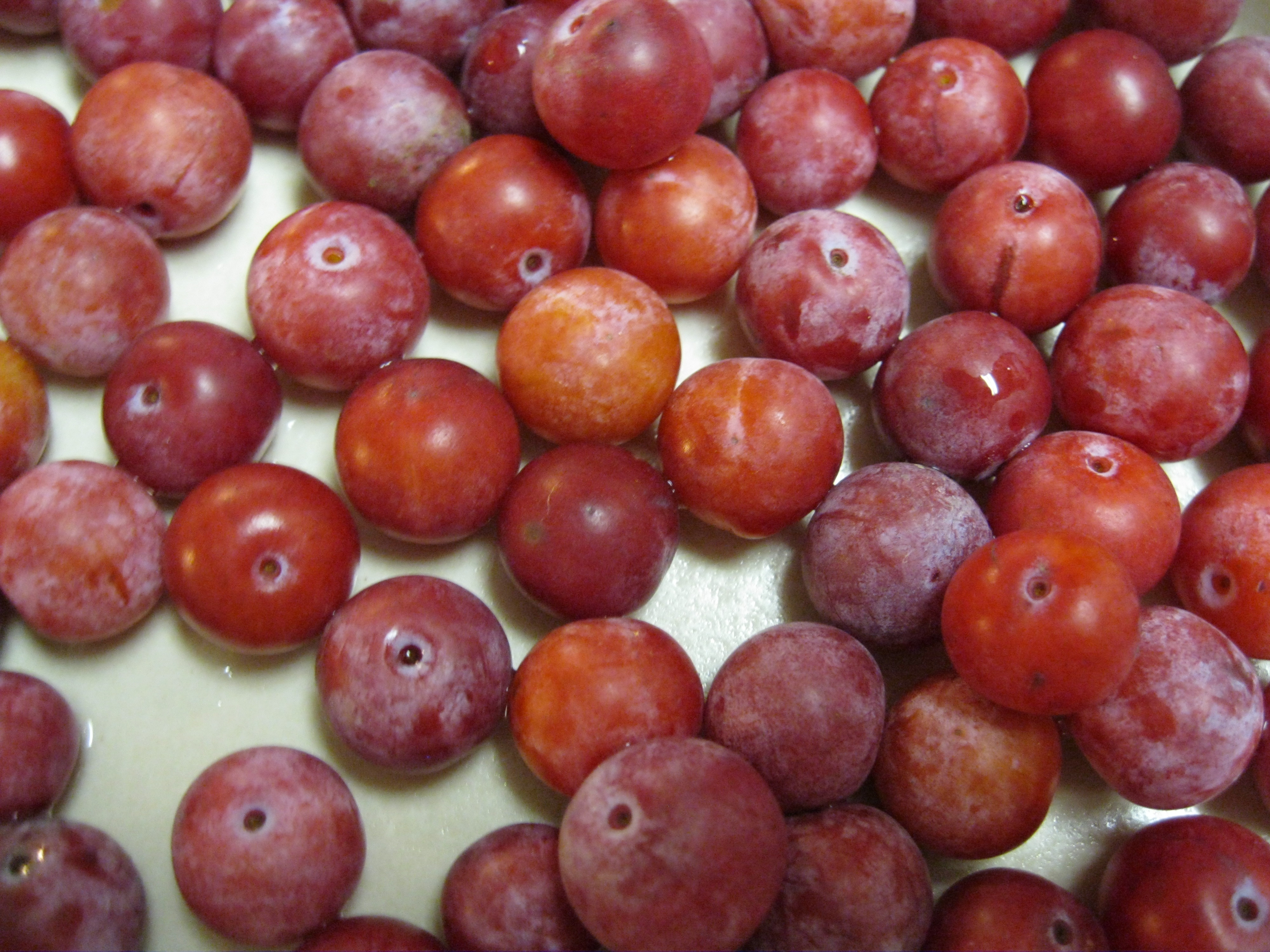 mexican plums | Wild Edible Plants of Texas