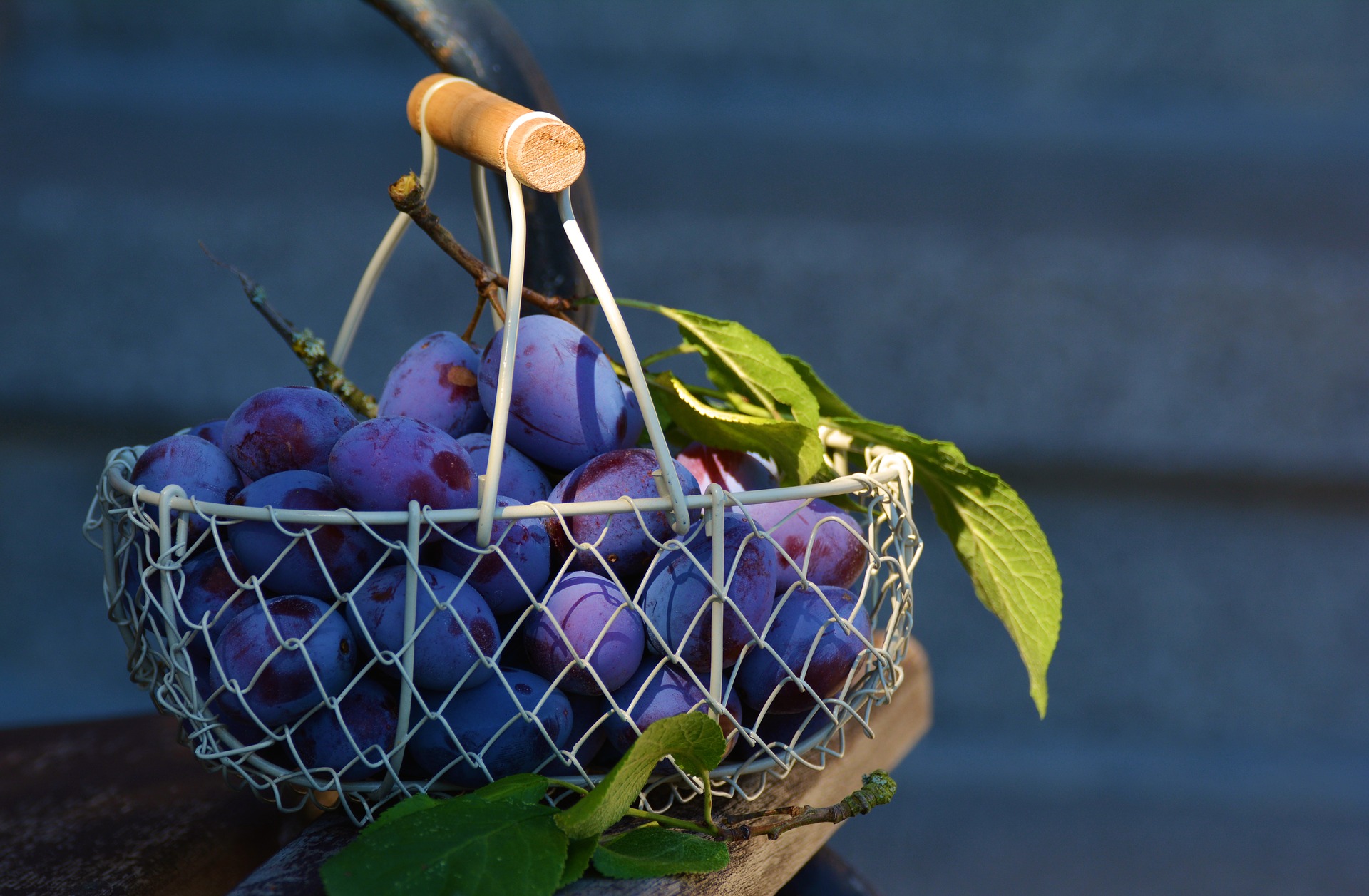 Plums in the basket photo