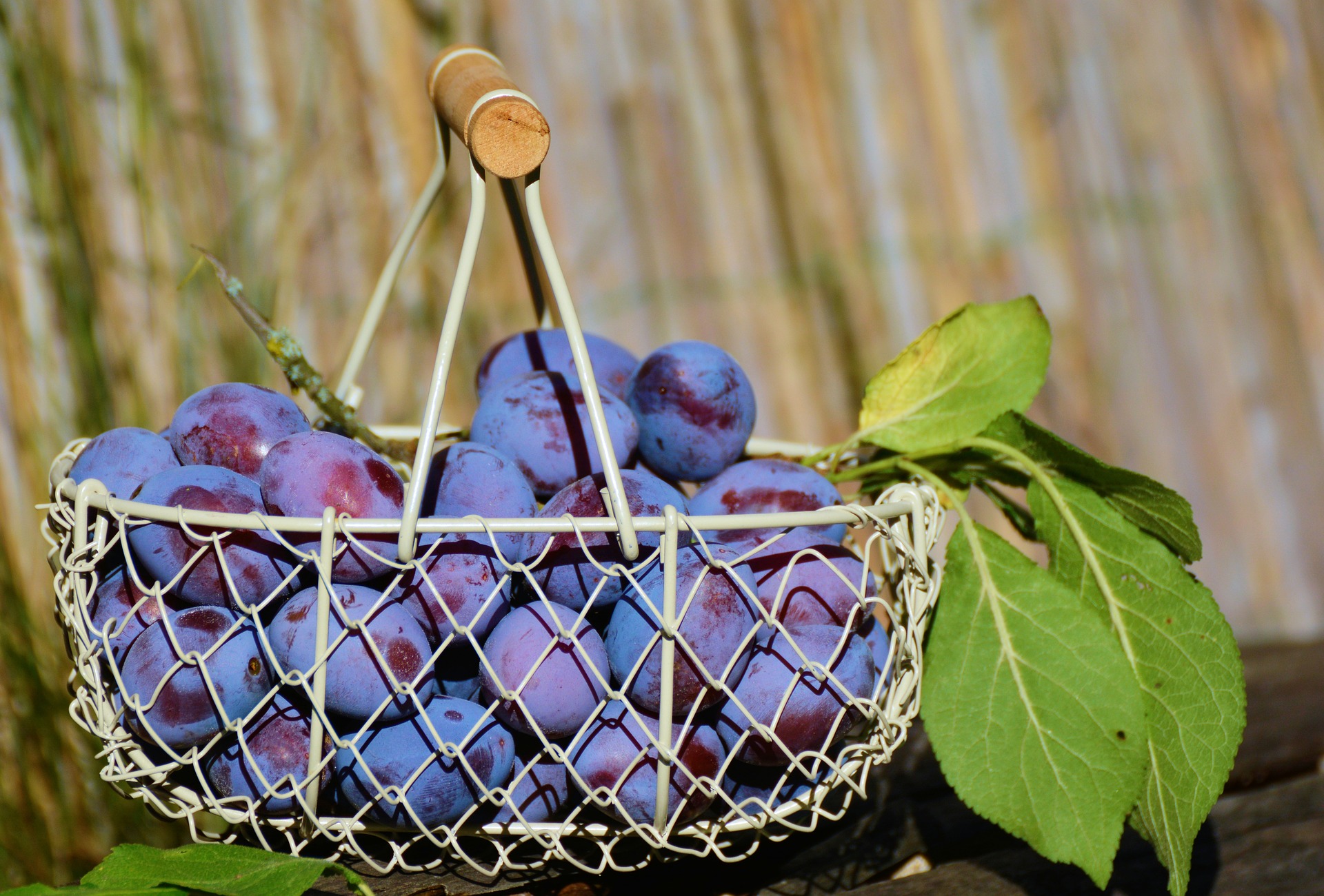 Plums in the basket photo