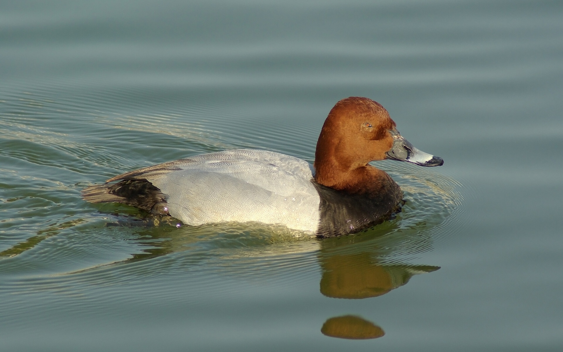 Pochard Duck, Animal, Bird, Duck, Lake, HQ Photo
