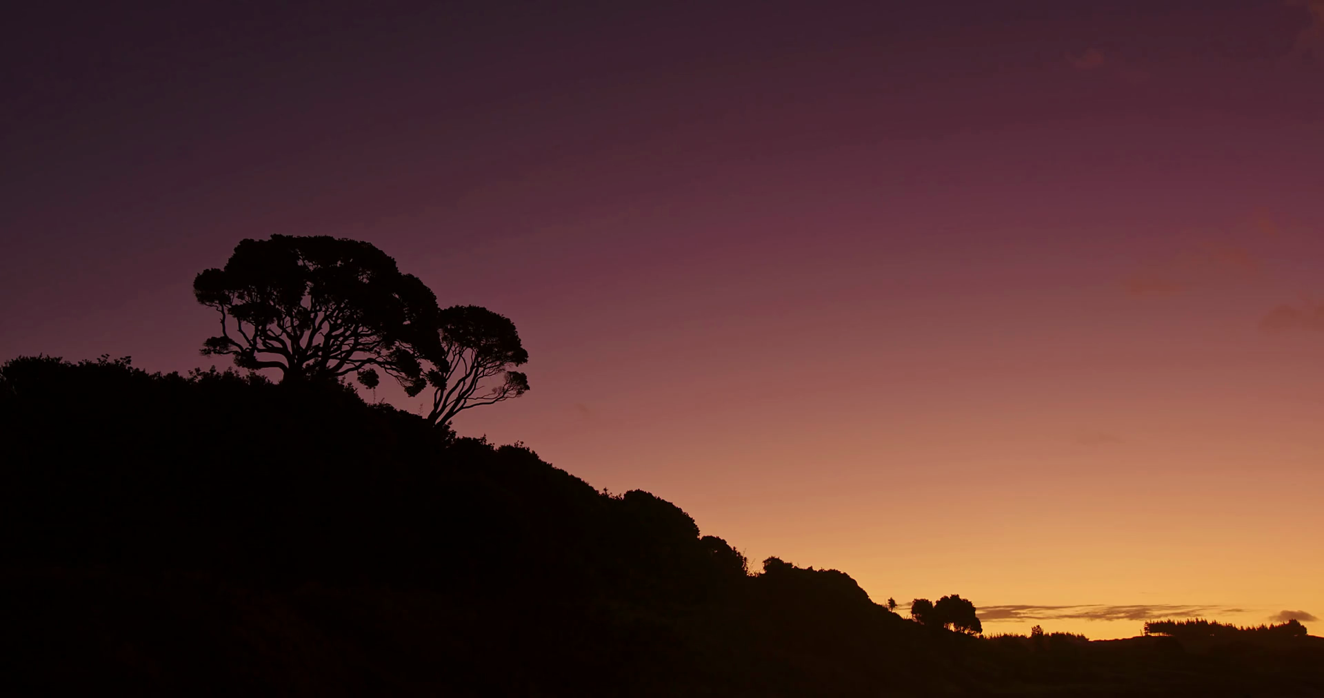 silhouette of pohutukawa tree at sunset, New Zealand Stock Video ...