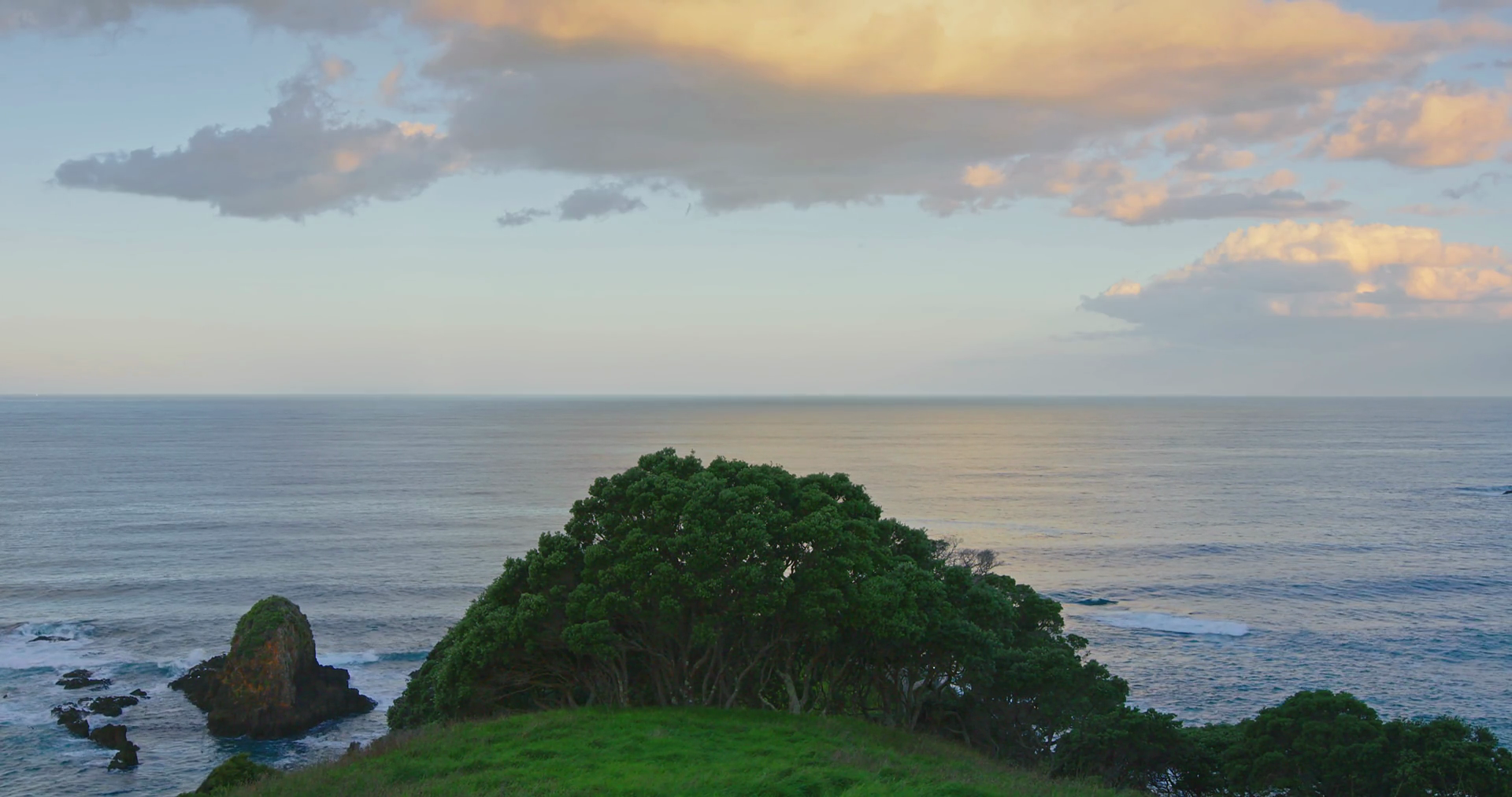 pohutukawa tree and ocean at sunset, northland, Bay of Islands, new ...
