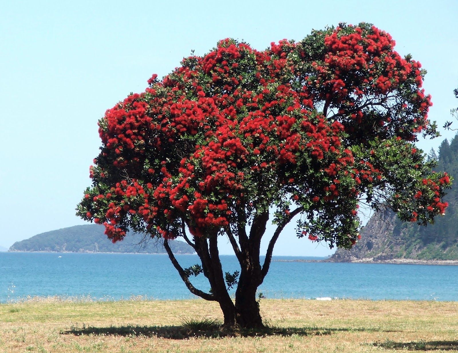 Pohutukawa tree. New Zealand Christmas tree is a coastal evergreen ...