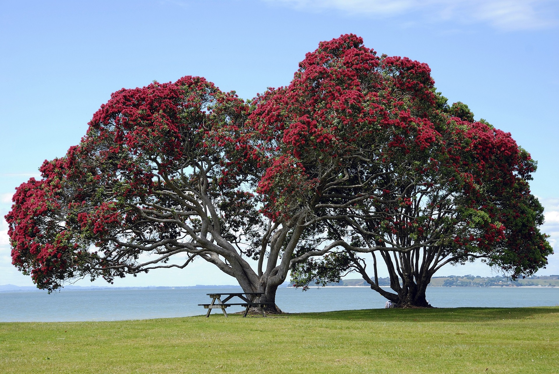 The Kiwi Christmas Tree – New Zealand's Pohutukawa | The Treeographer