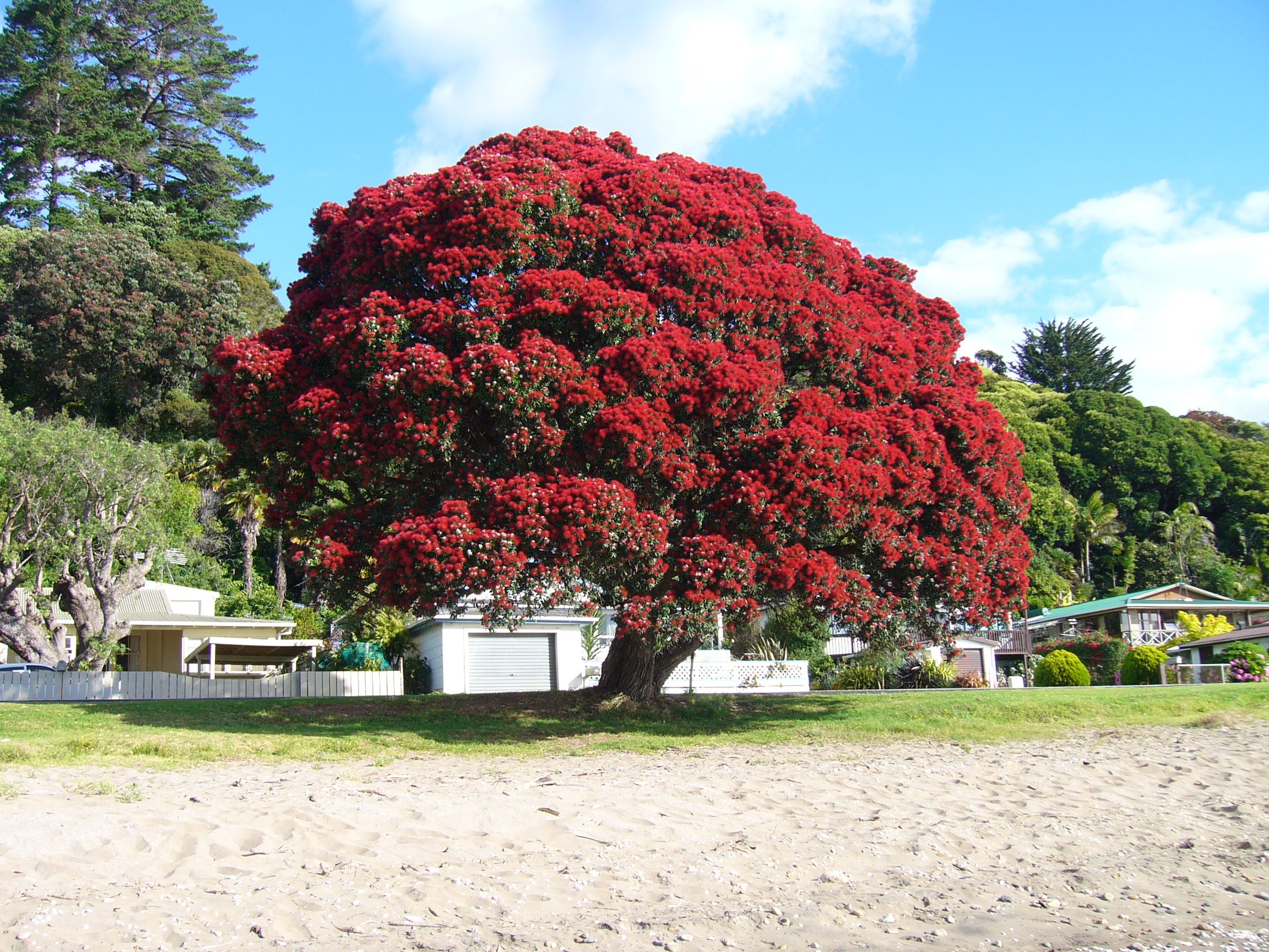 10 Things I Love About New Zealand | Christmas tree, Kiwiana and Wander
