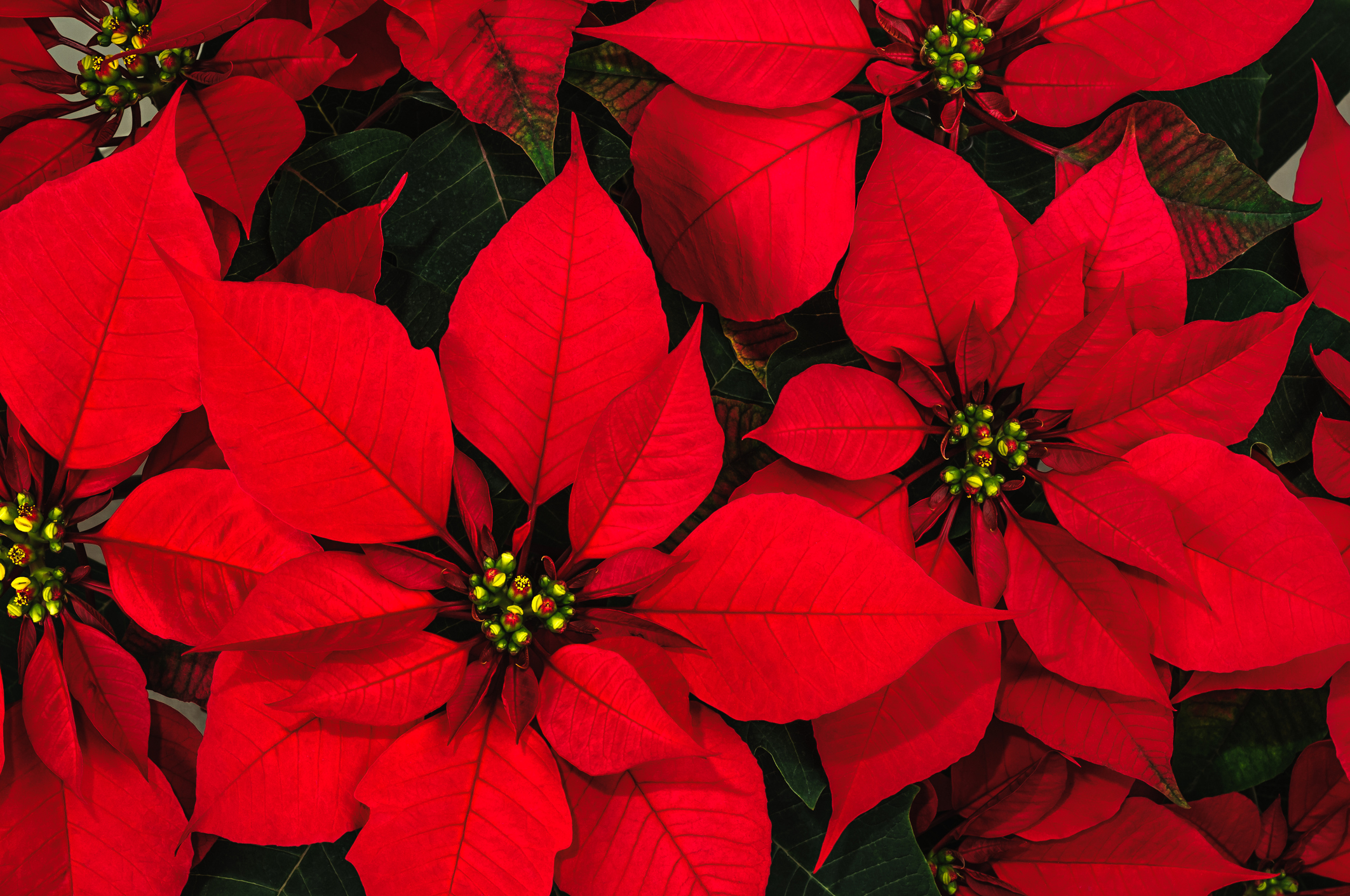 The Origins of the Poinsettia: A Long, Strange Tale