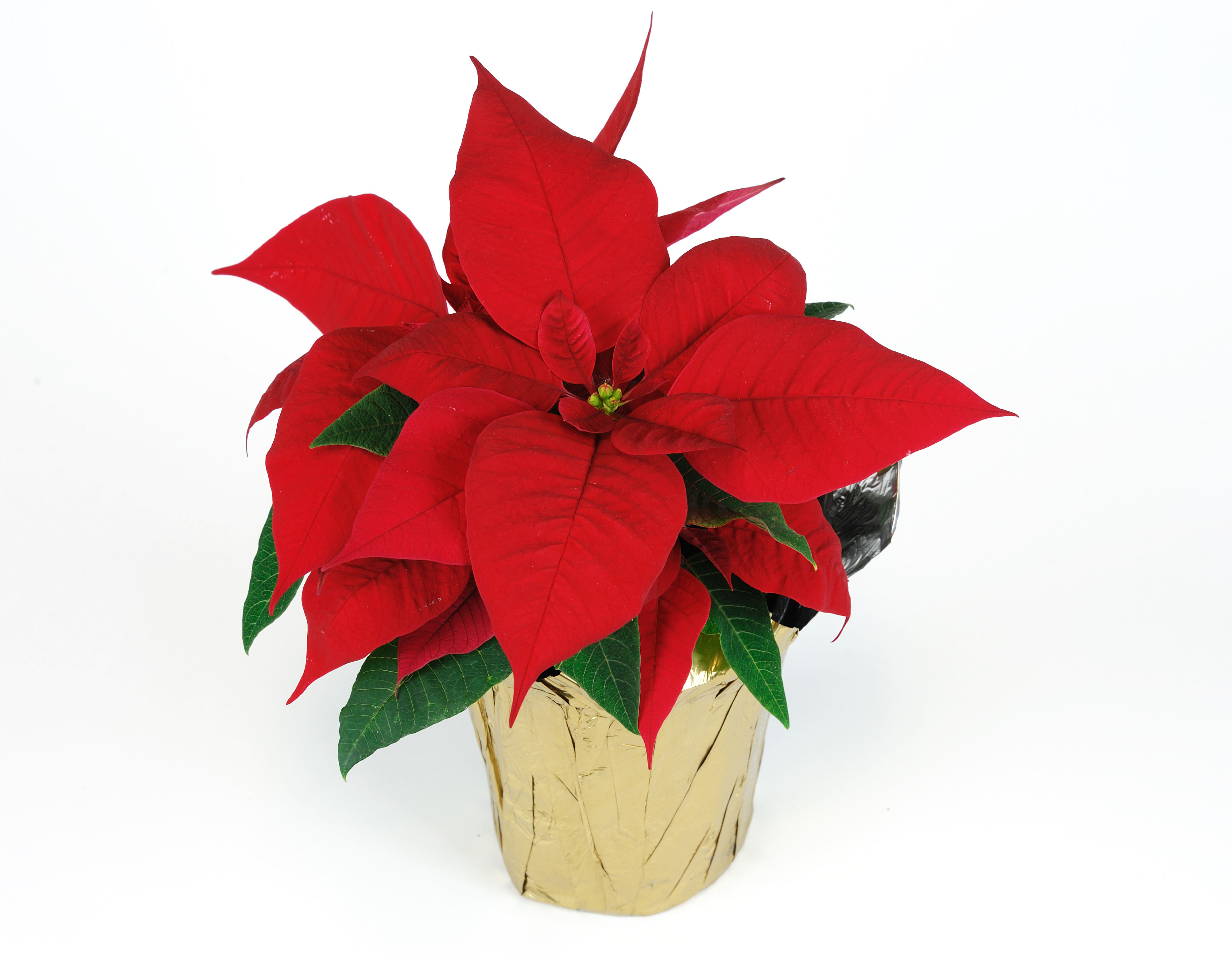 Poinsettia Plant Fun Facts & Care | Wedel's Nursery, Florist and ...