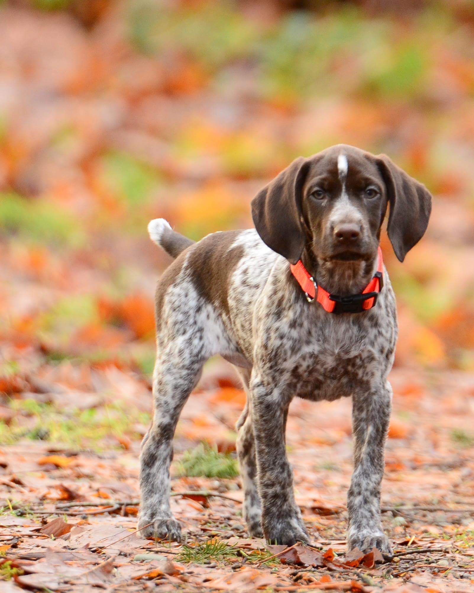 German Shorthaired Pointer Pup | hunting dogs | Pinterest | German ...