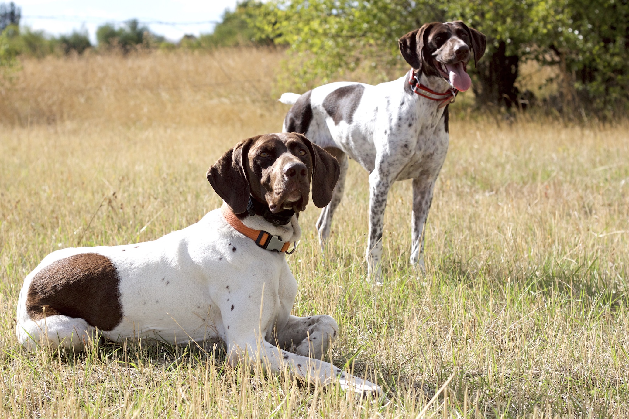 Panhandle Pointers - German Shorthaired Pointer (GSP)