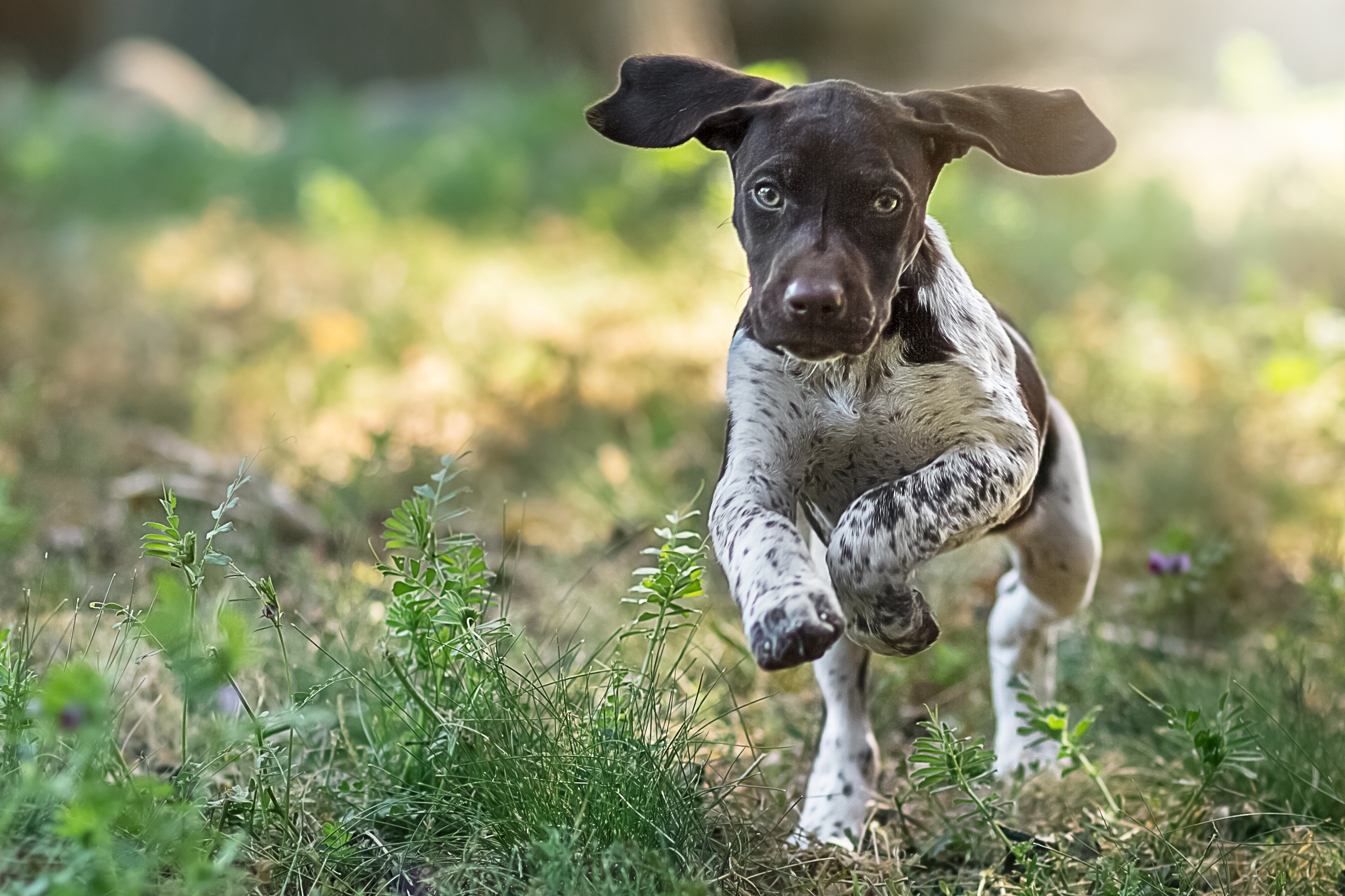 Lupus in German Shorthaired Pointers